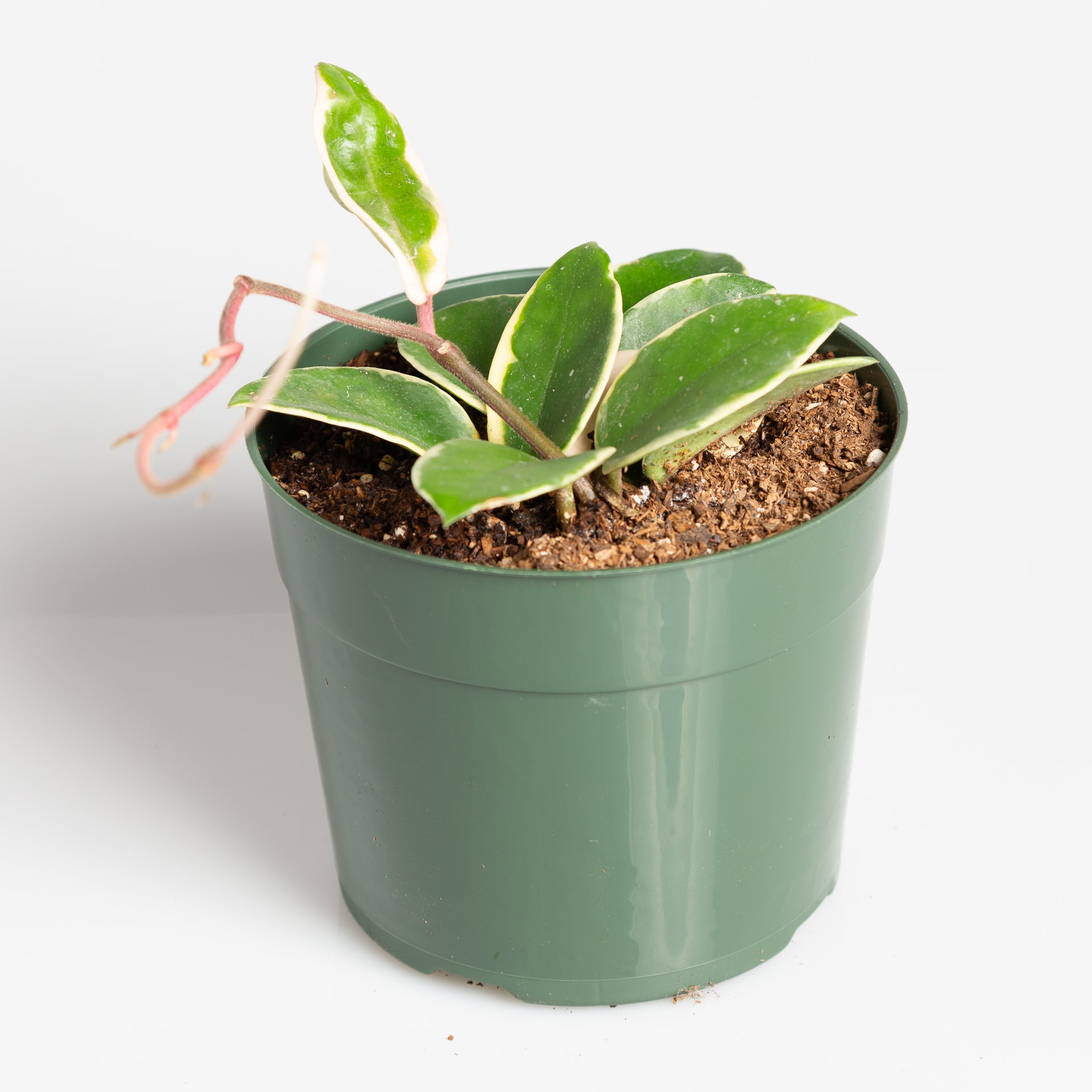 Hoya 'Krimson Queen' 6" - Urban Sprouts