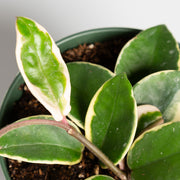 Hoya 'Krimson Queen' 6" - Urban Sprouts