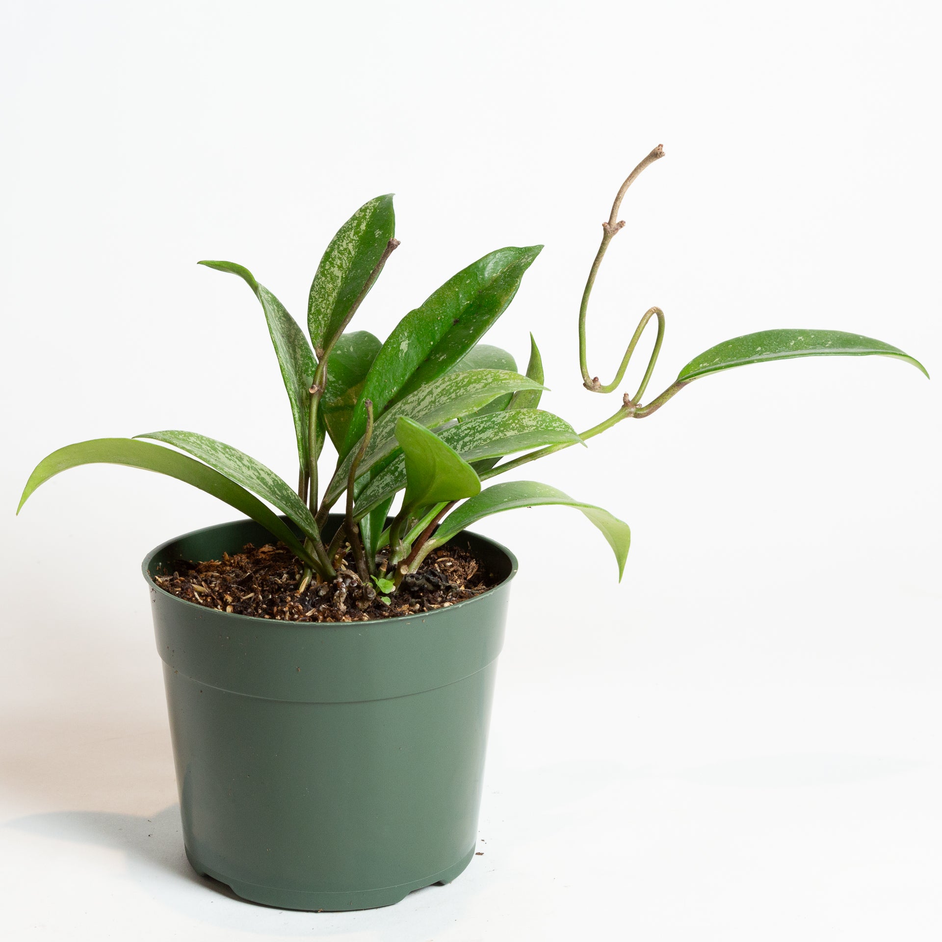 Hoya 'Pubicalyx - Splash' 6" - Urban Sprouts