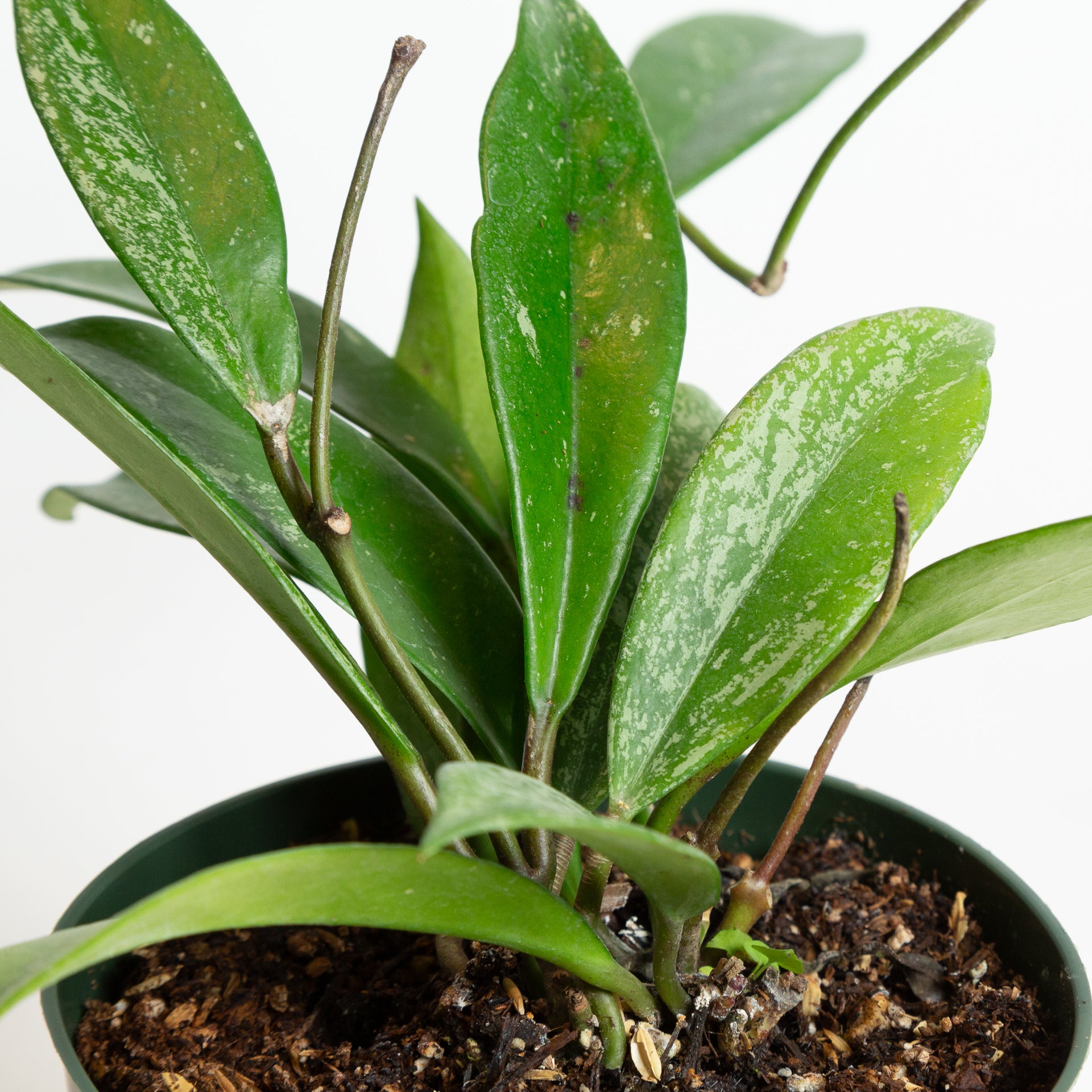 Hoya 'Pubicalyx - Splash' 6" - Urban Sprouts