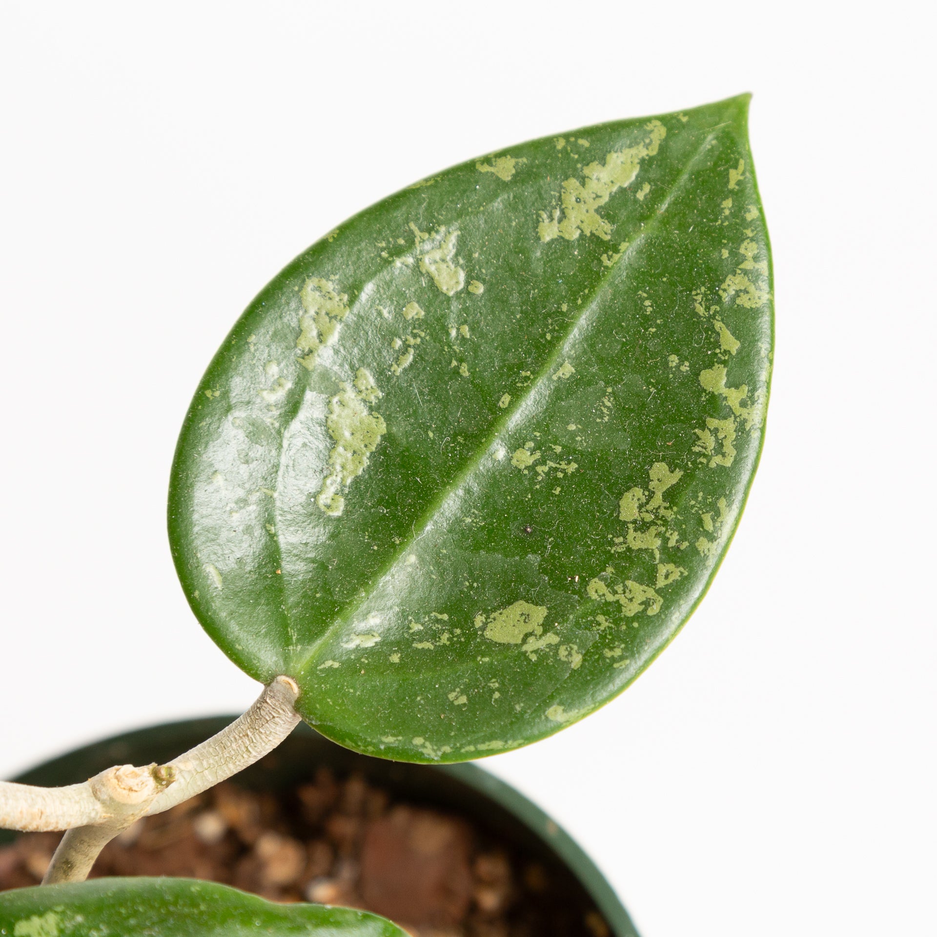 Hoya 'Verticillata' 4" - Urban Sprouts