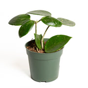 Hoya 'Verticillata' 4" - Urban Sprouts