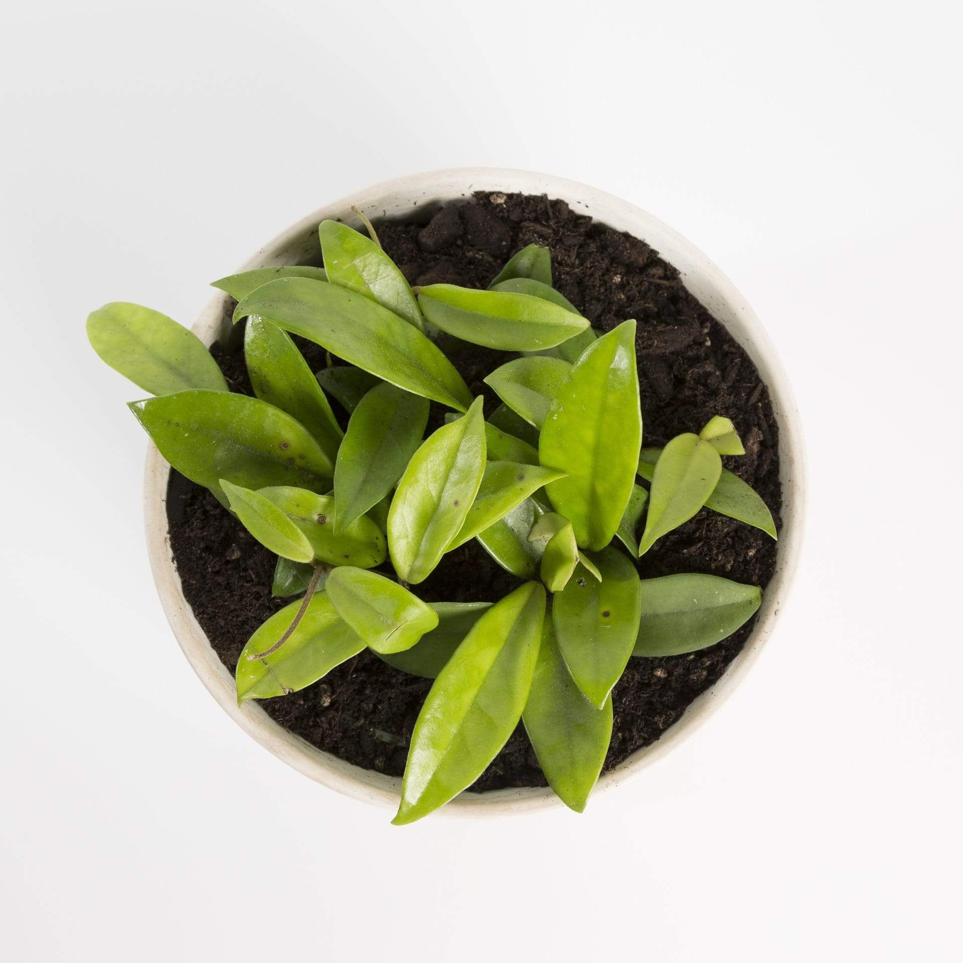 Hoya 'Wayetii' - Urban Sprouts