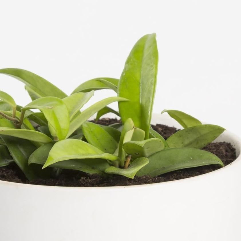 Hoya 'Wayetii' - Urban Sprouts