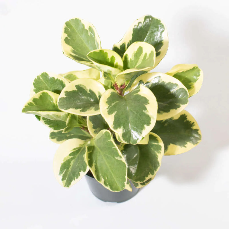 American Baby Rubber Plant 'Marble' - Urban Sprouts