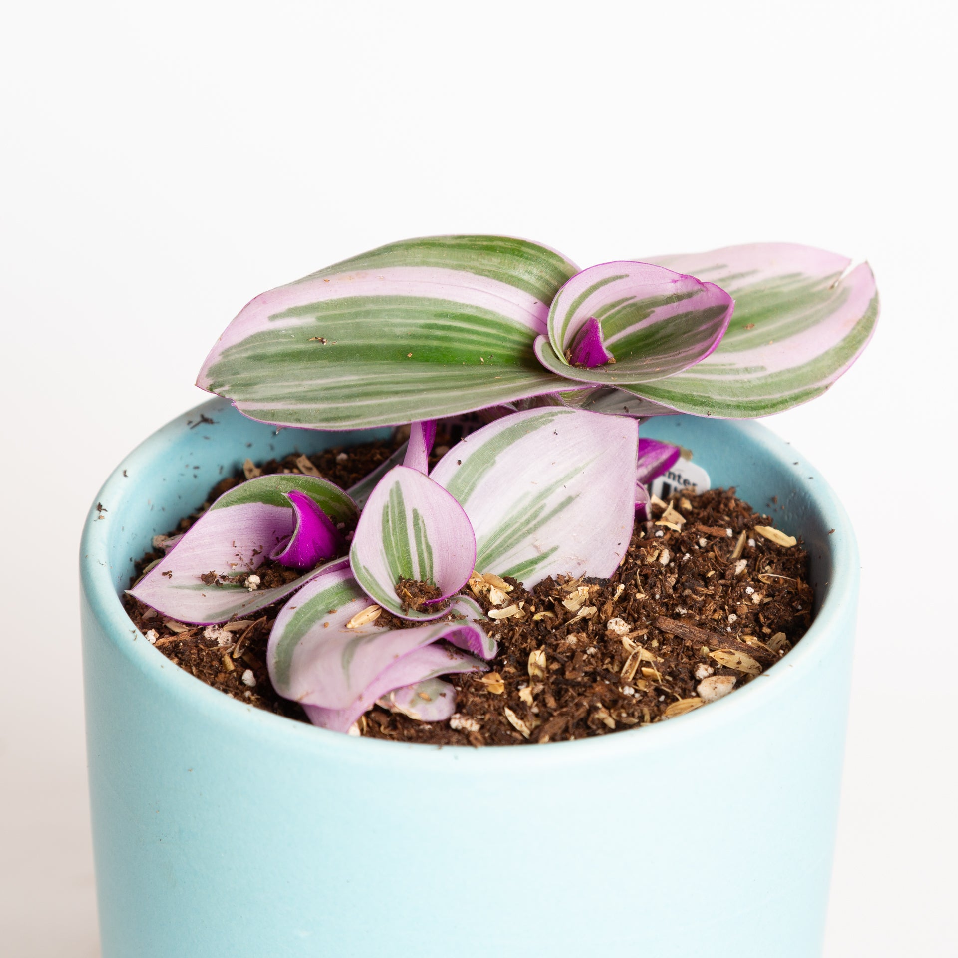 Inch Plant 'Nanouk' 4" - Urban Sprouts