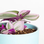 Inch Plant 'Nanouk' 4" - Urban Sprouts