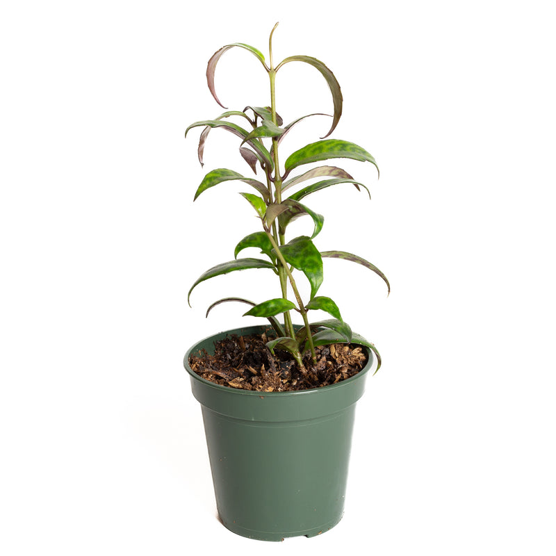 Lipstick Plant 'Black Pagoda' 4" - Urban Sprouts