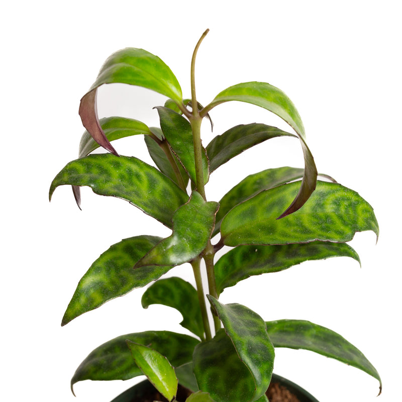 Lipstick Plant 'Black Pagoda' 4" - Urban Sprouts