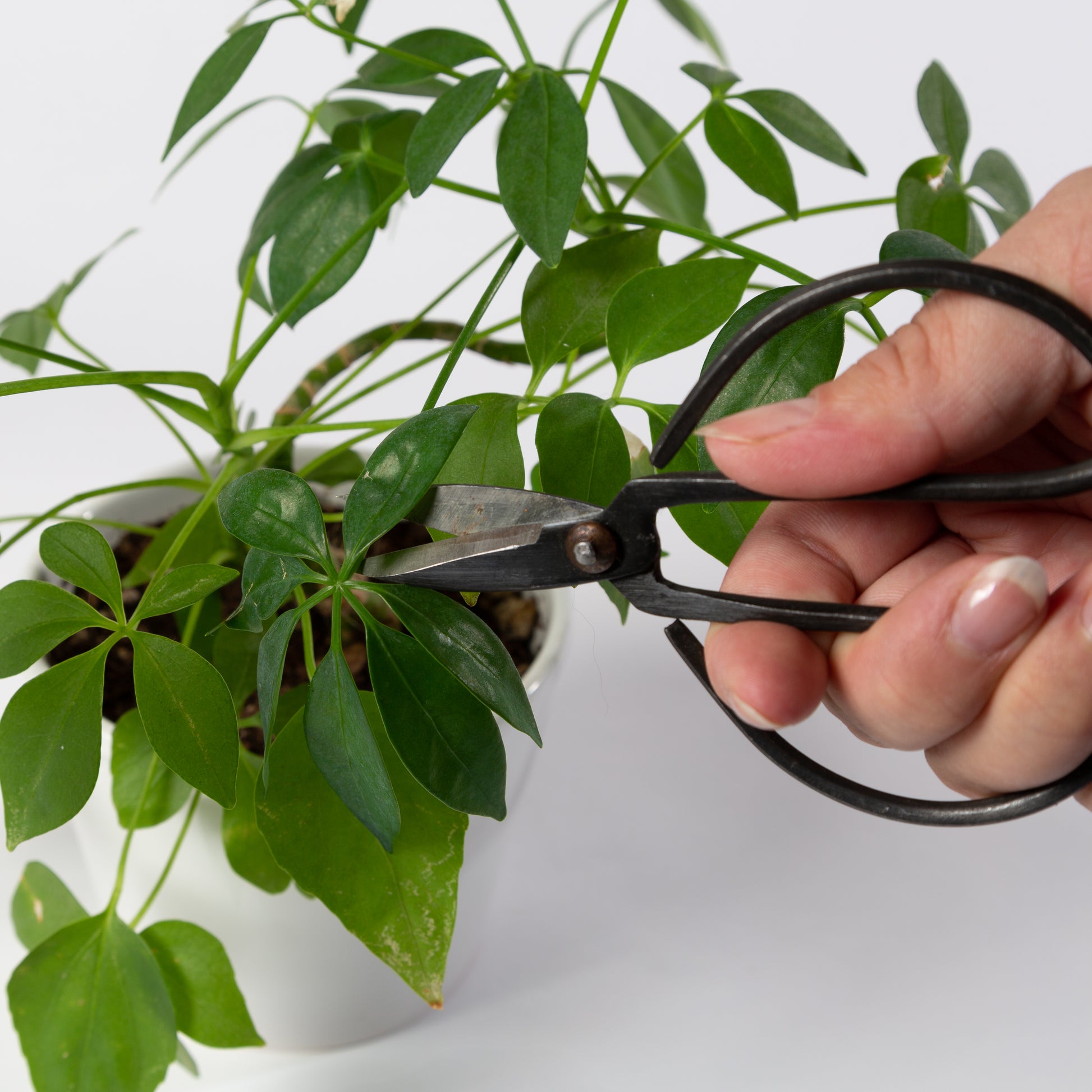 Wrought Iron Shears - Urban Sprouts