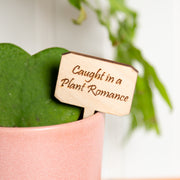 Mini Sign - Caught in a plant romance - Urban Sprouts