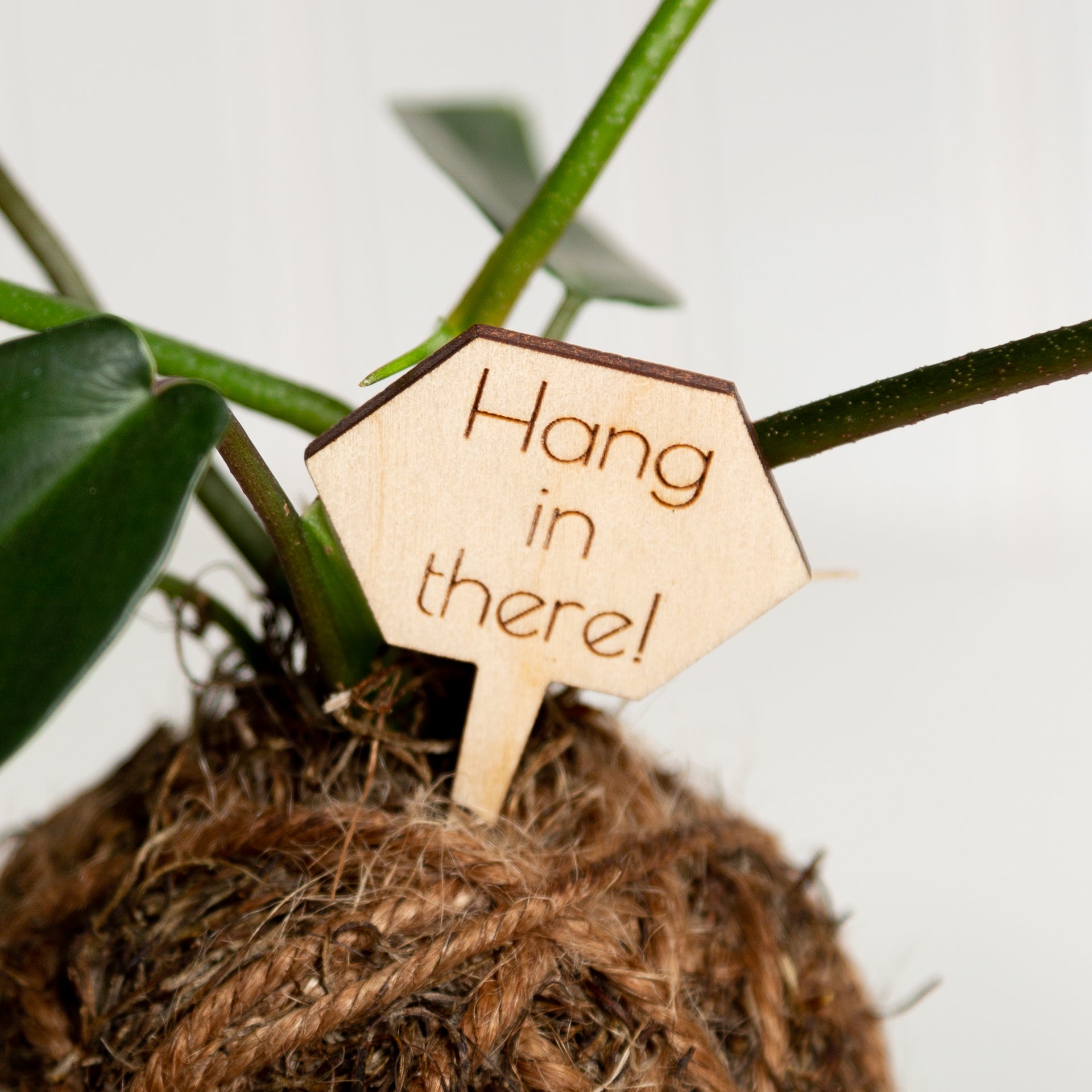 hang in there plant Mini Sign