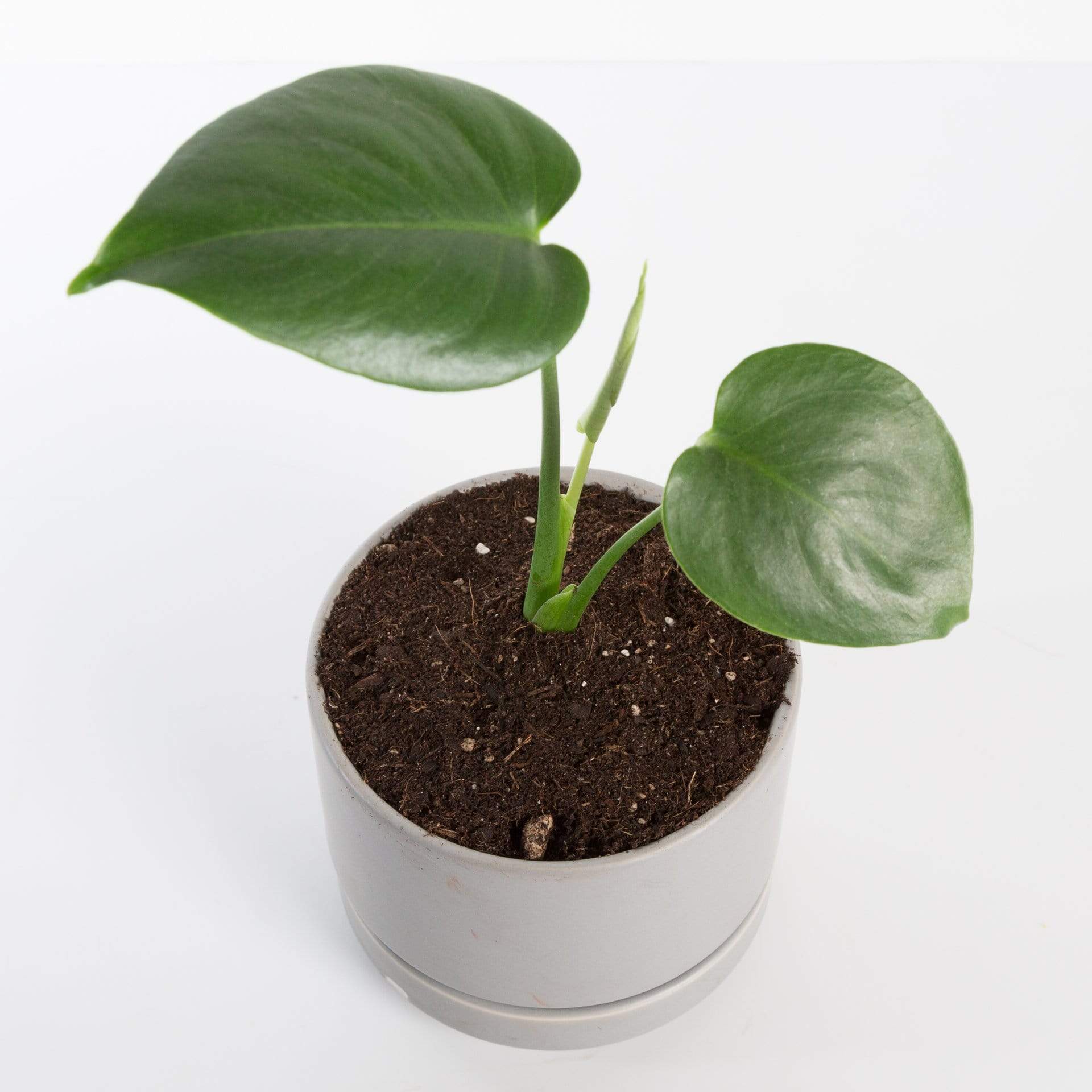 Monstera 'Deliciosa' 4