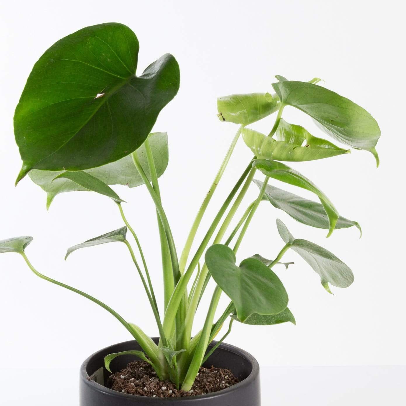 baby monstera deliciosa Monstera 'Deliciosa' 6" Med (12-18") – Urban Sprouts
