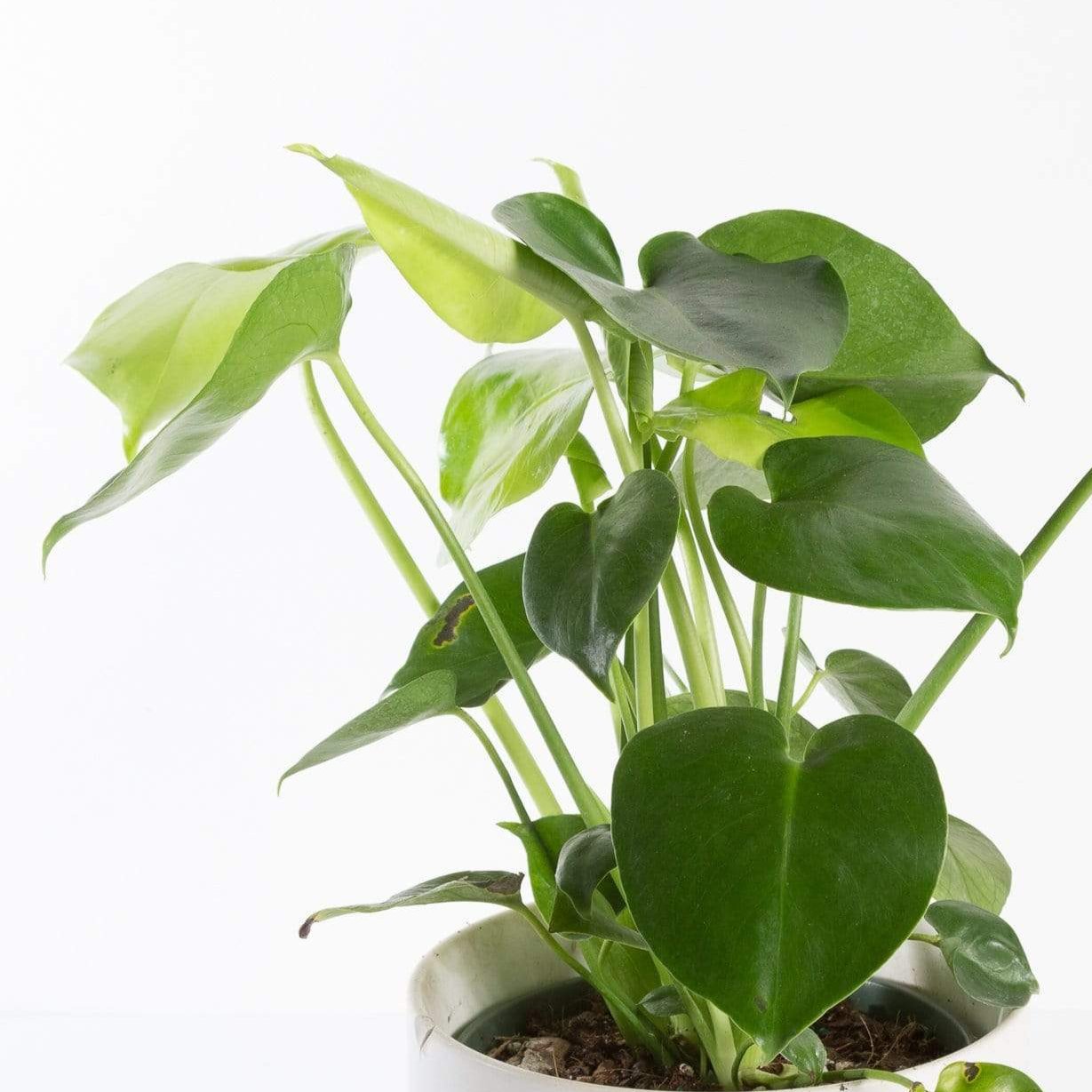 monstera sprout Monstera 'Deliciosa' 8