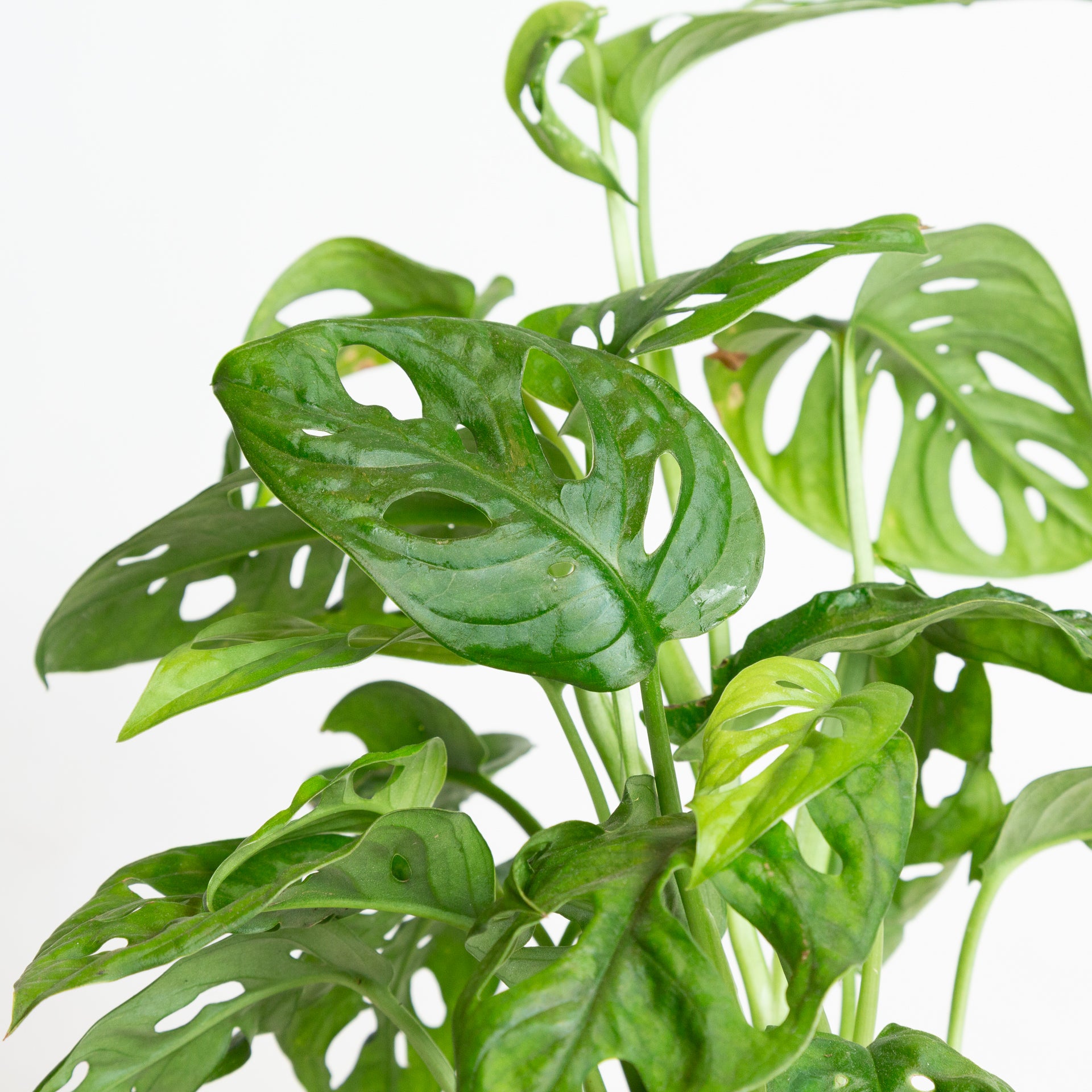 6 monstera deliciosa Monstera 'Swiss Cheese' 6"