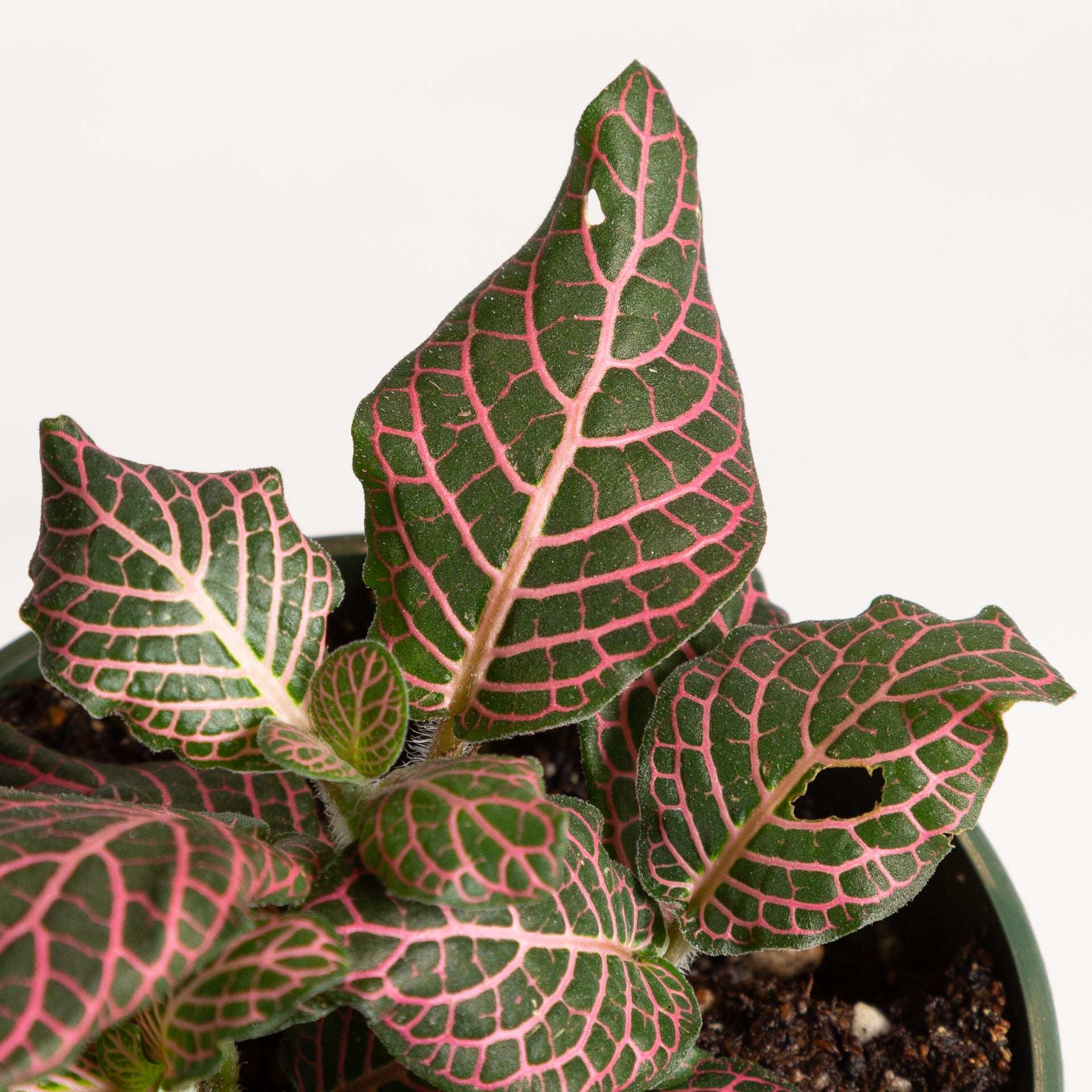 Nerve Plant 'Pink Angel' 4" - Urban Sprouts