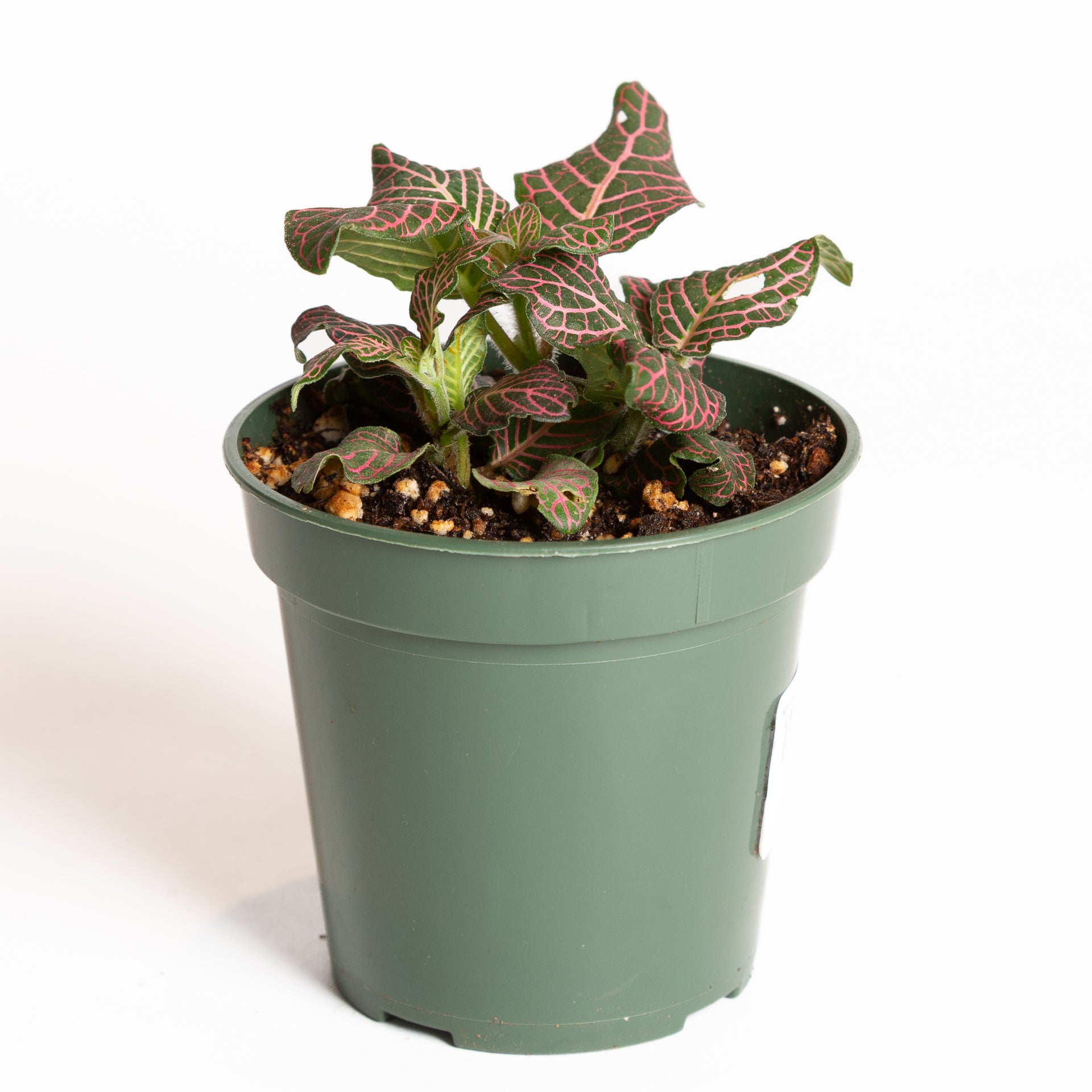 indoor plant with pink veins Nerve Plant 'Pink Angel' 4"