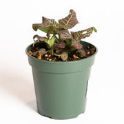 Nerve Plant 'Pink Angel' 4" - Urban Sprouts