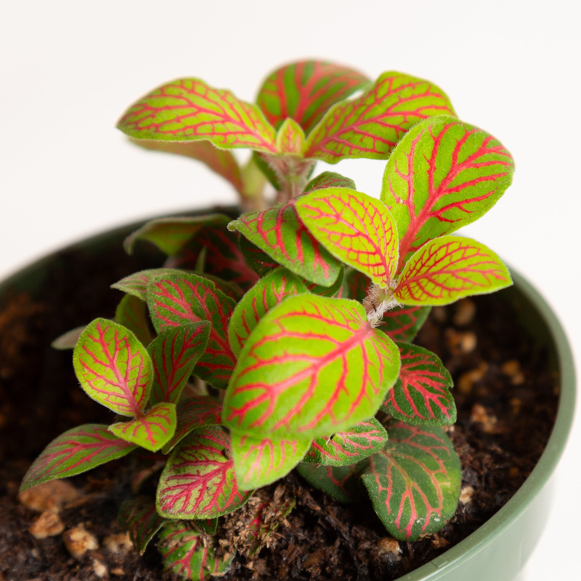 skeleton succulent Nerve Plant 'Skeleton' 4"