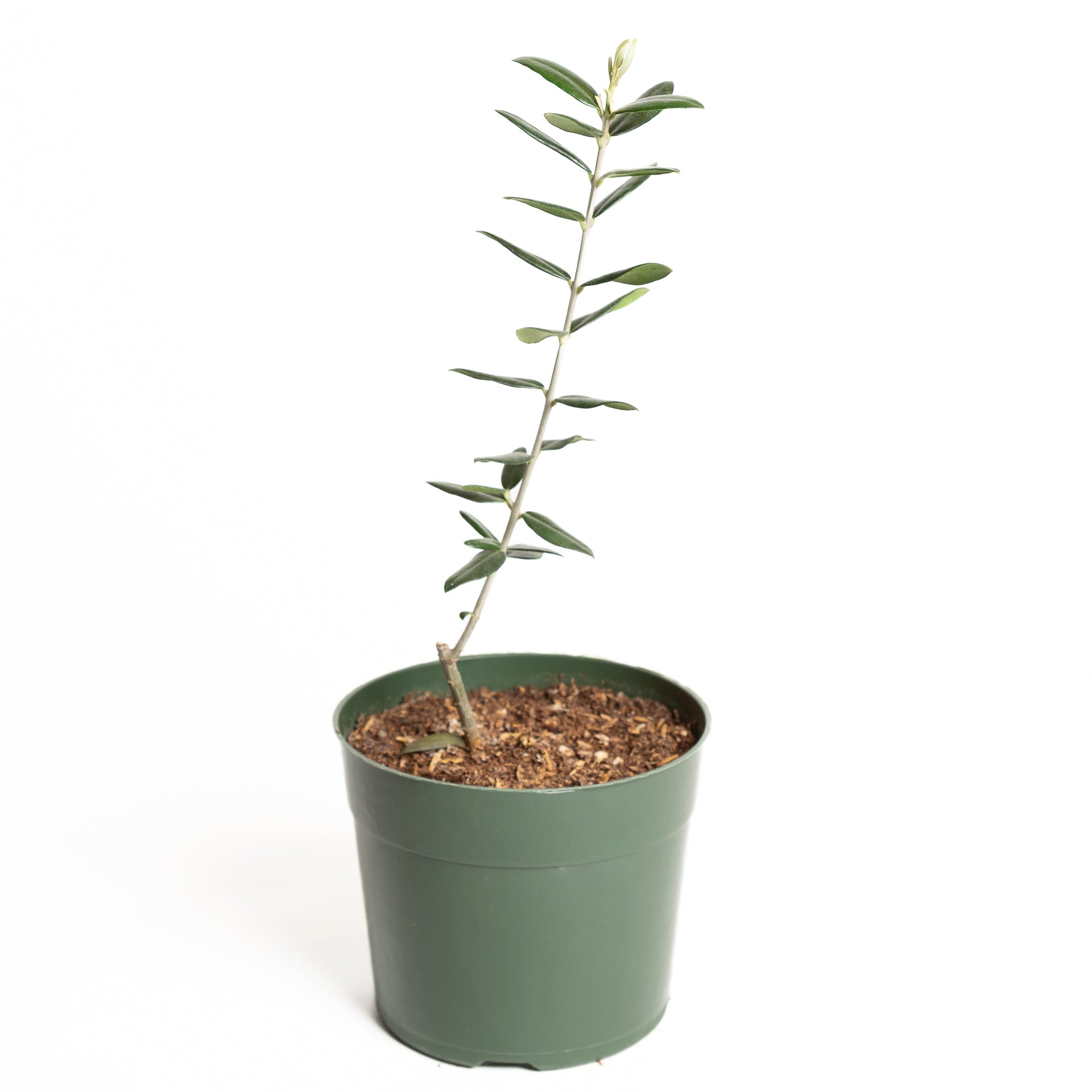 Olive 'European' 6" - Urban Sprouts