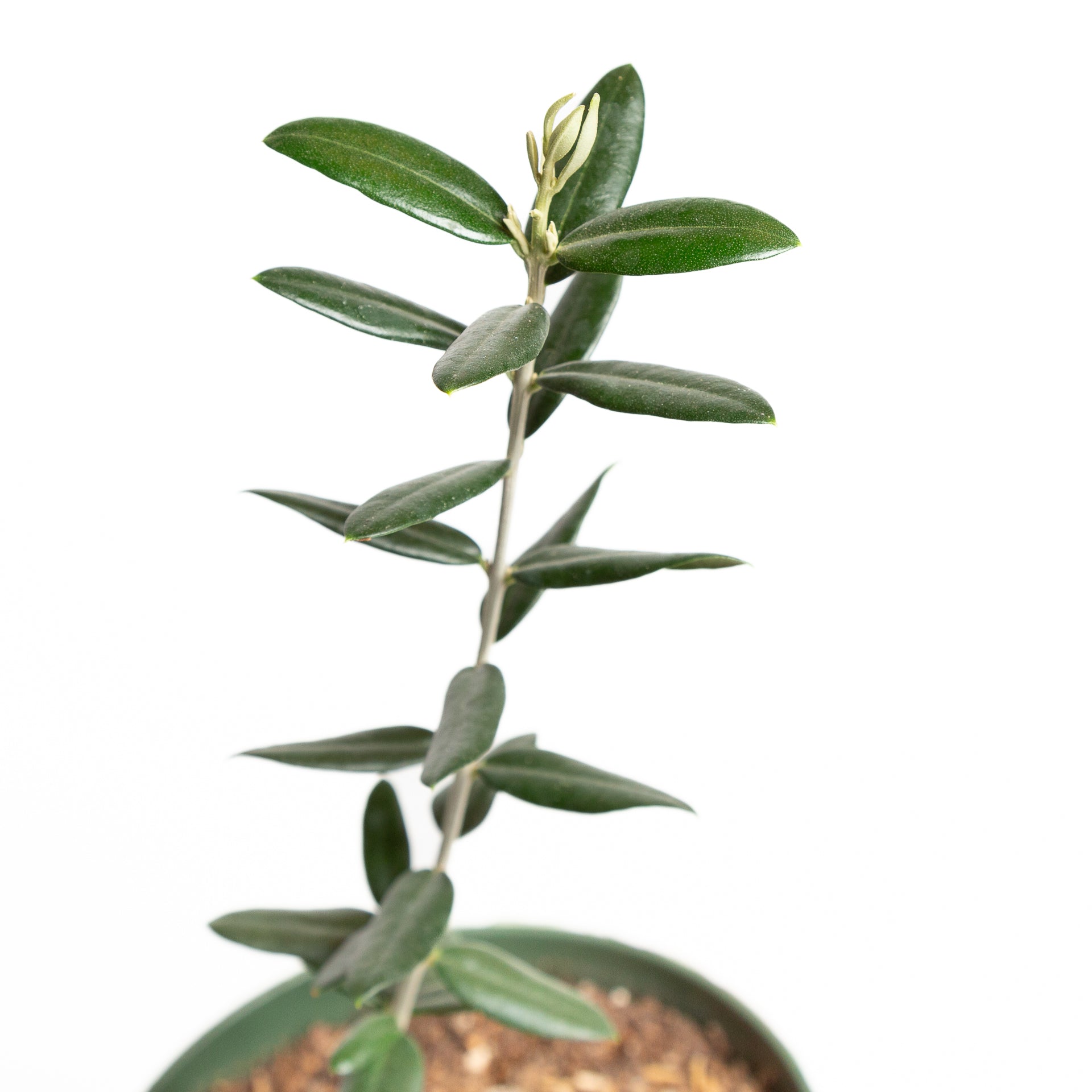 Olive 'European' 6" - Urban Sprouts