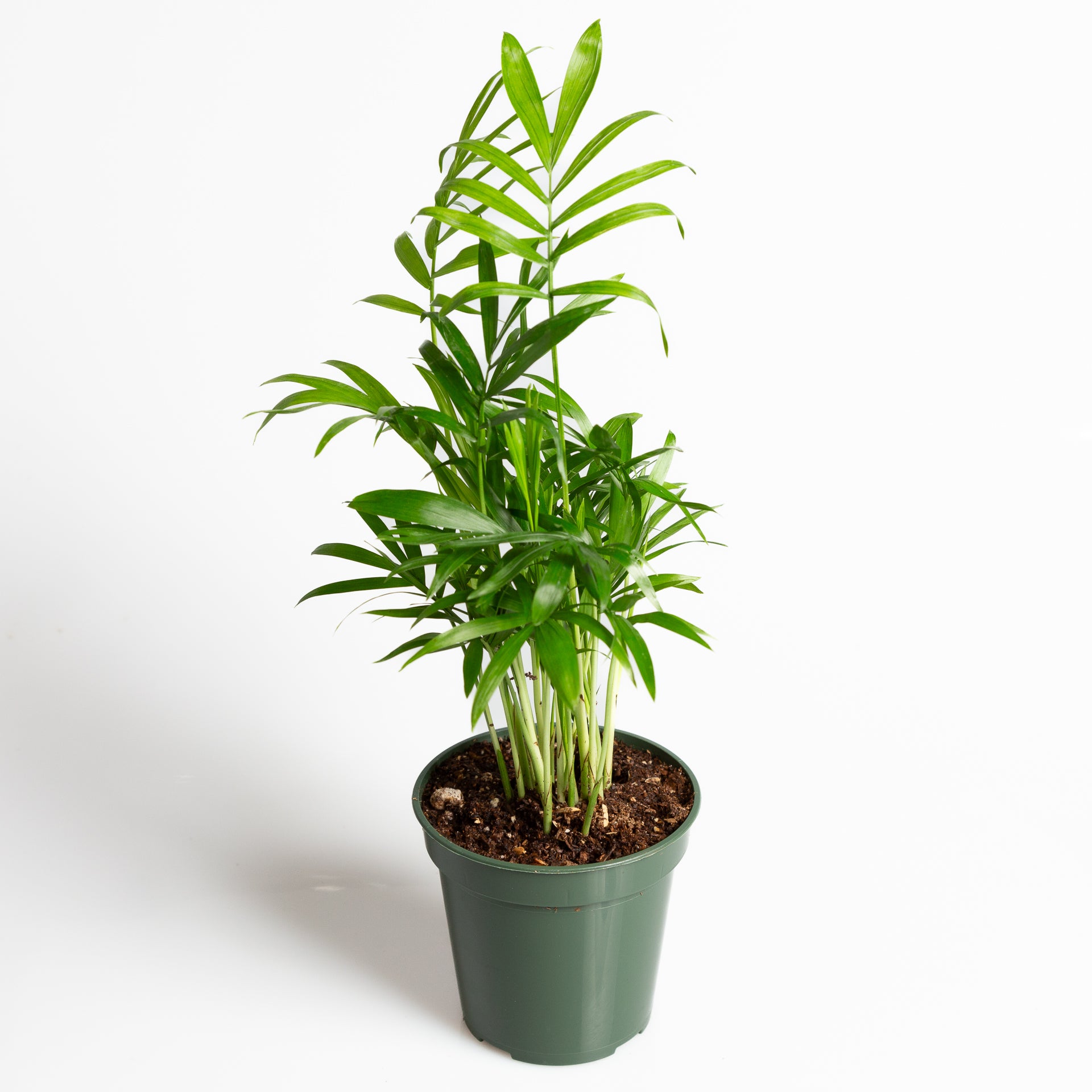 Palm 'Bella Parlor' 4" - Urban Sprouts