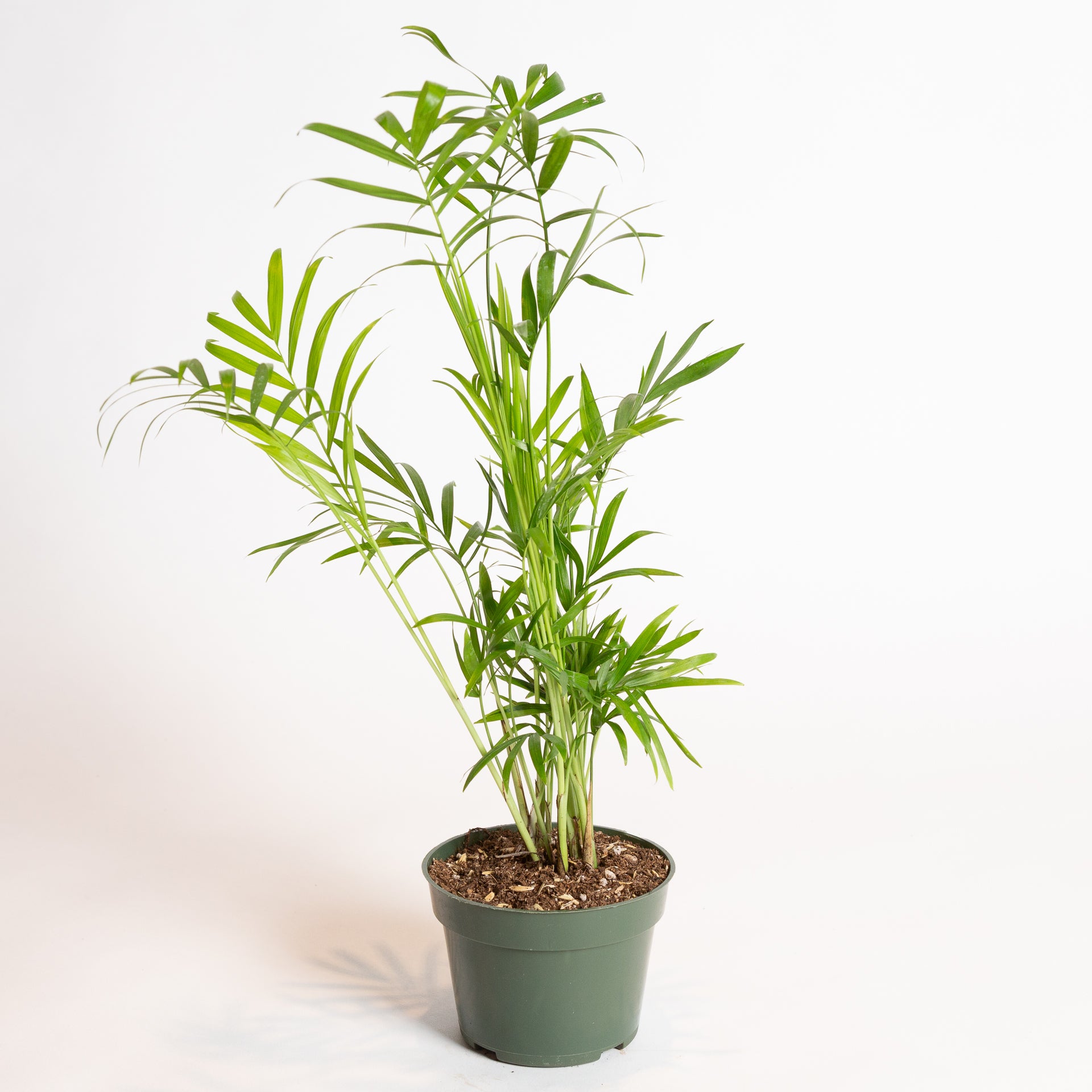 Palm 'Bella Parlor' 4" - Urban Sprouts