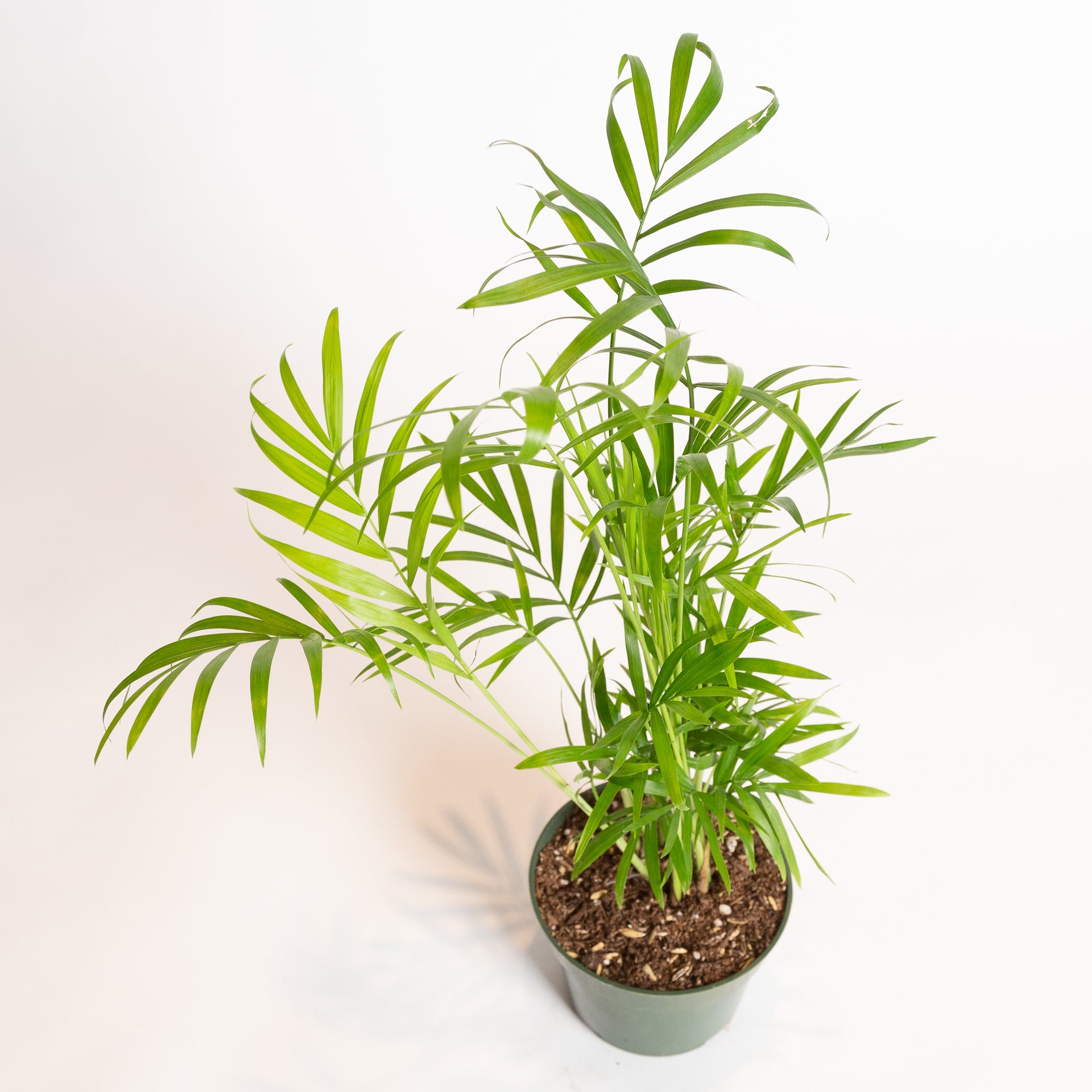 Palm 'Bella Parlor' 4" - Urban Sprouts