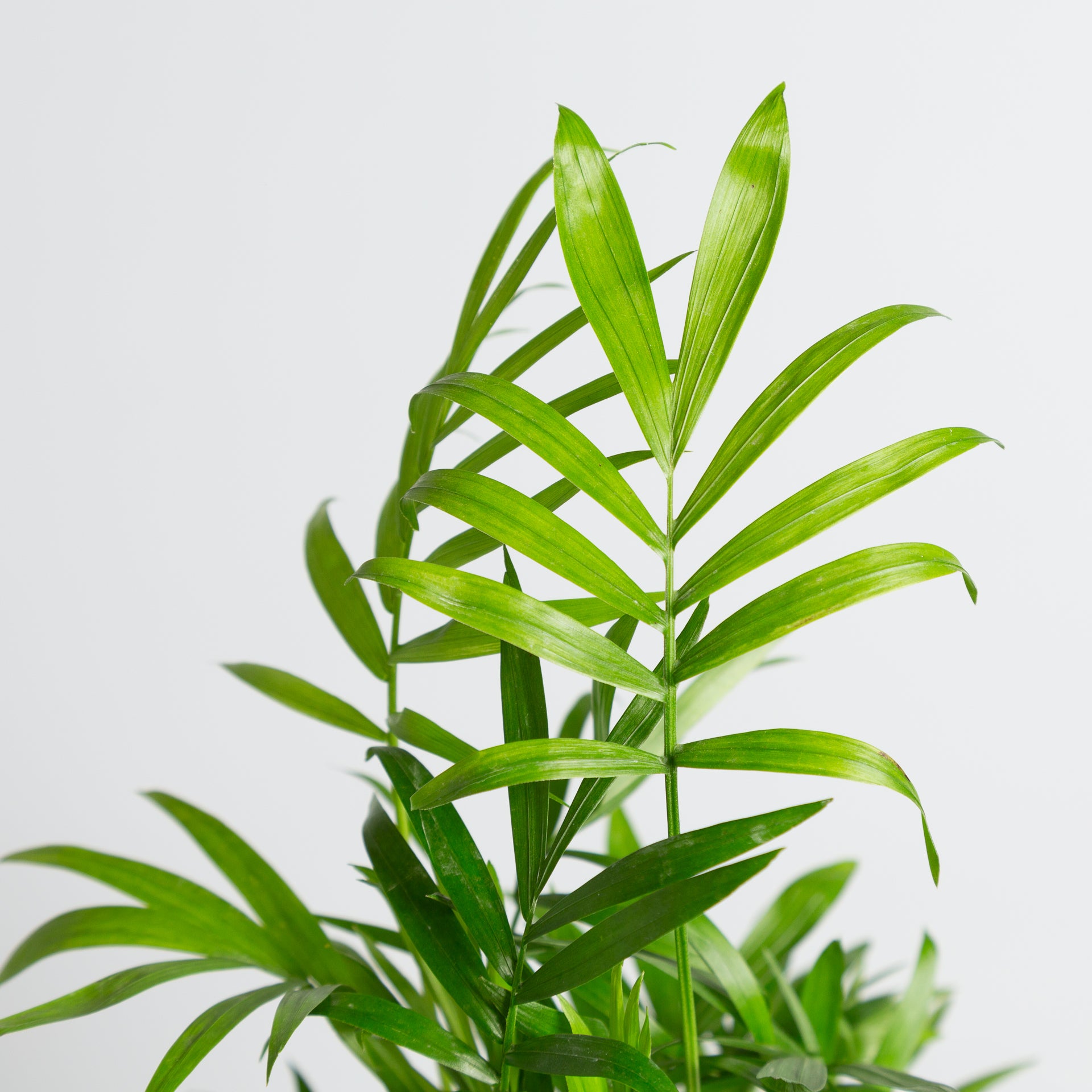 palm parlor Palm 'Bella Parlor' 4" – Urban Sprouts
