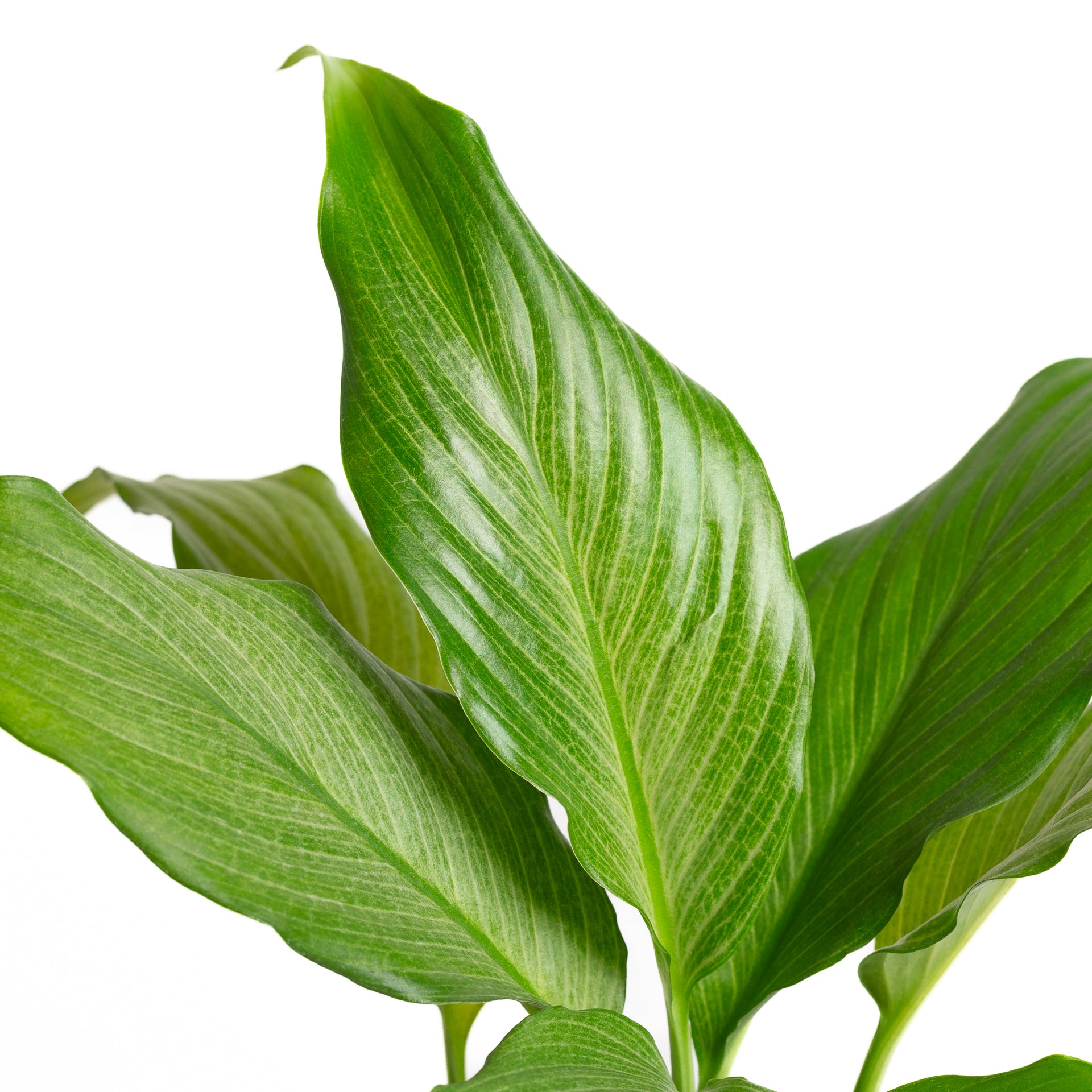Peace Lily 'Platinum Mist' 6" - Urban Sprouts
