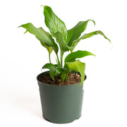 Peace Lily 'Platinum Mist' 6" - Urban Sprouts