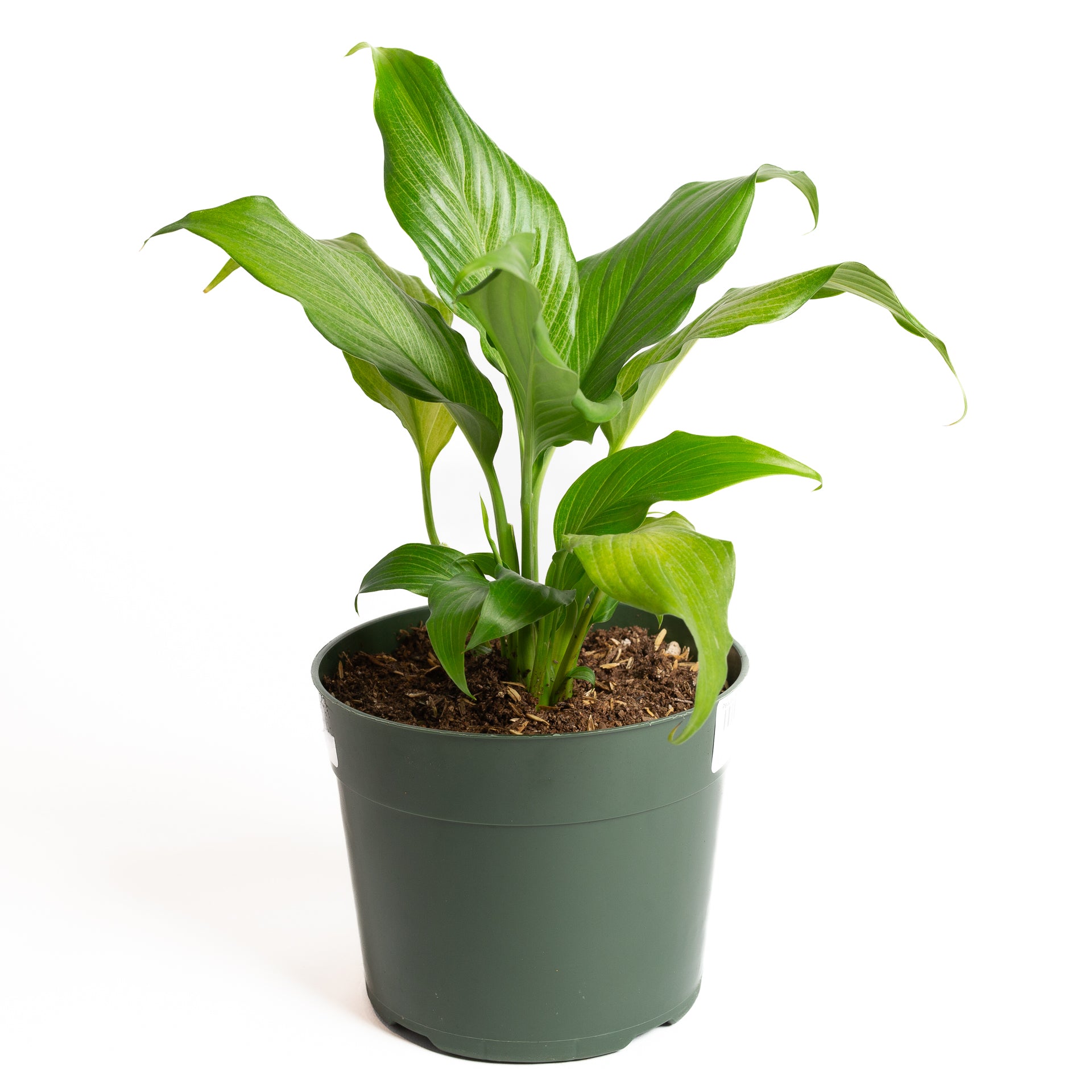 Peace Lily 'Platinum Mist' 6" - Urban Sprouts