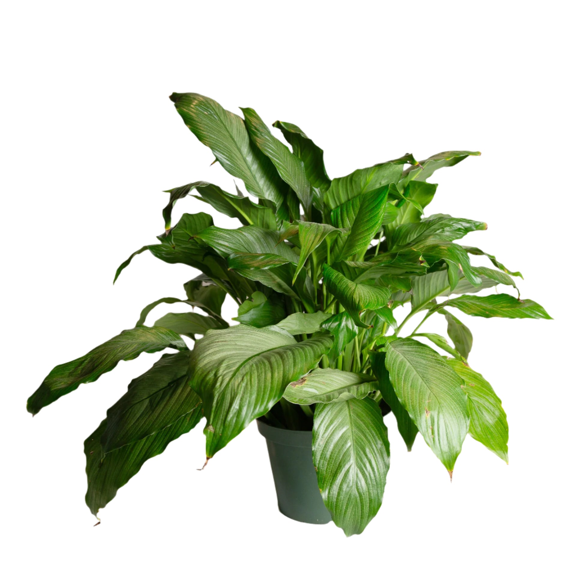 peace lily mist Peace Lily 'Platinum Mist' 8"