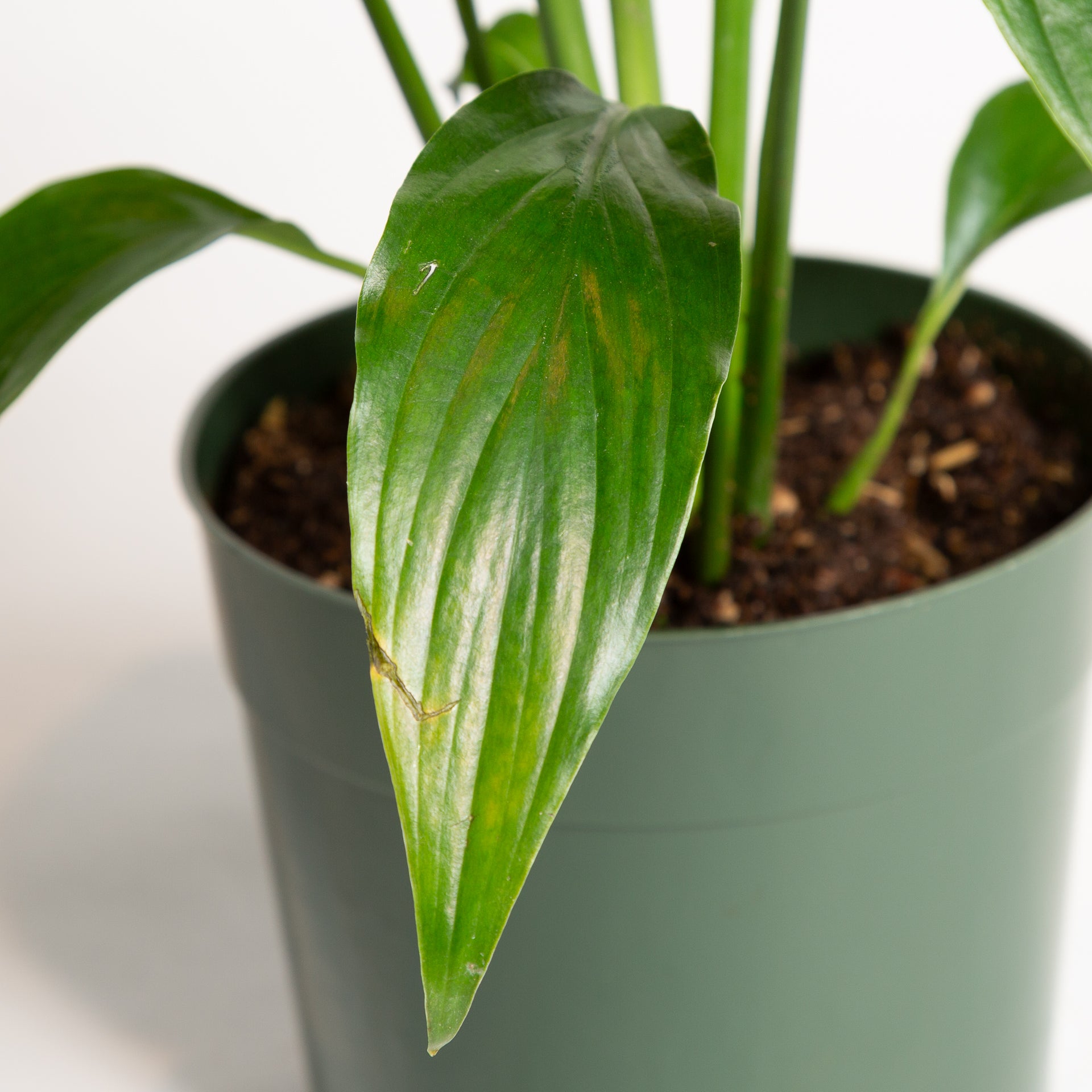 Peace Lily 'Viscount' 6" - Urban Sprouts