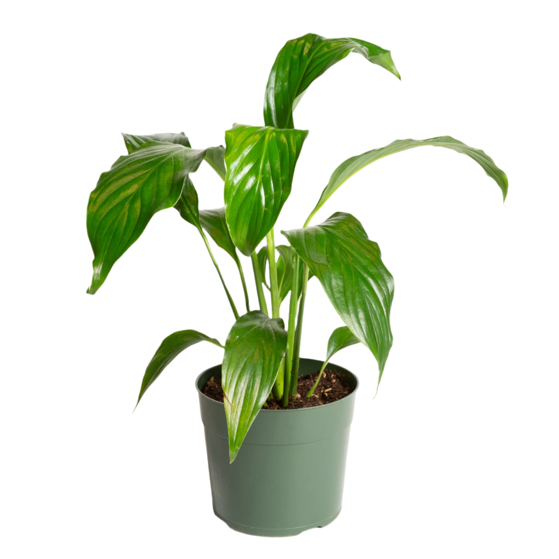 Peace Lily 'Viscount' 6" - Urban Sprouts