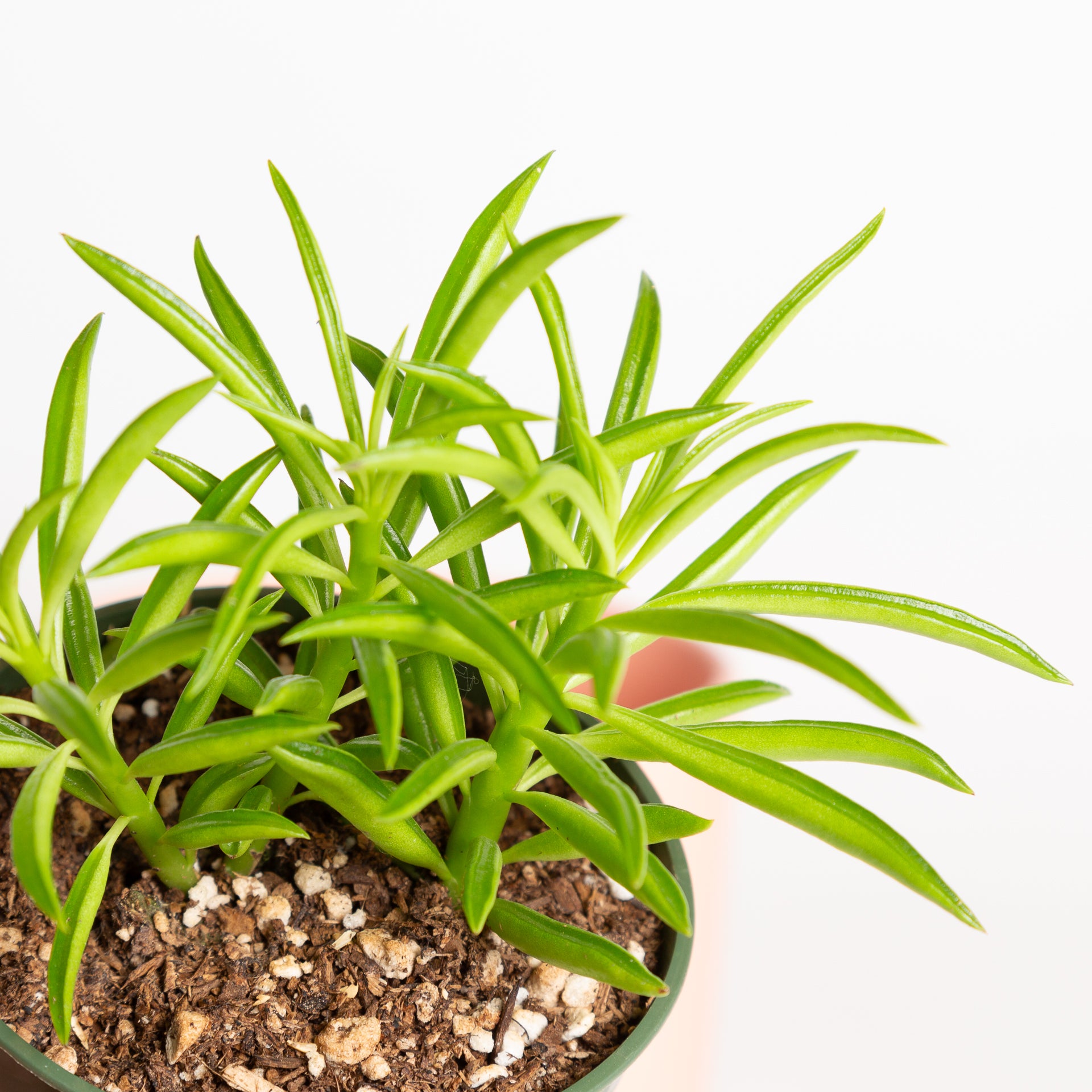 green bean plant succulent Peperomia 'Happy Bean' 4" – Urban Sprouts