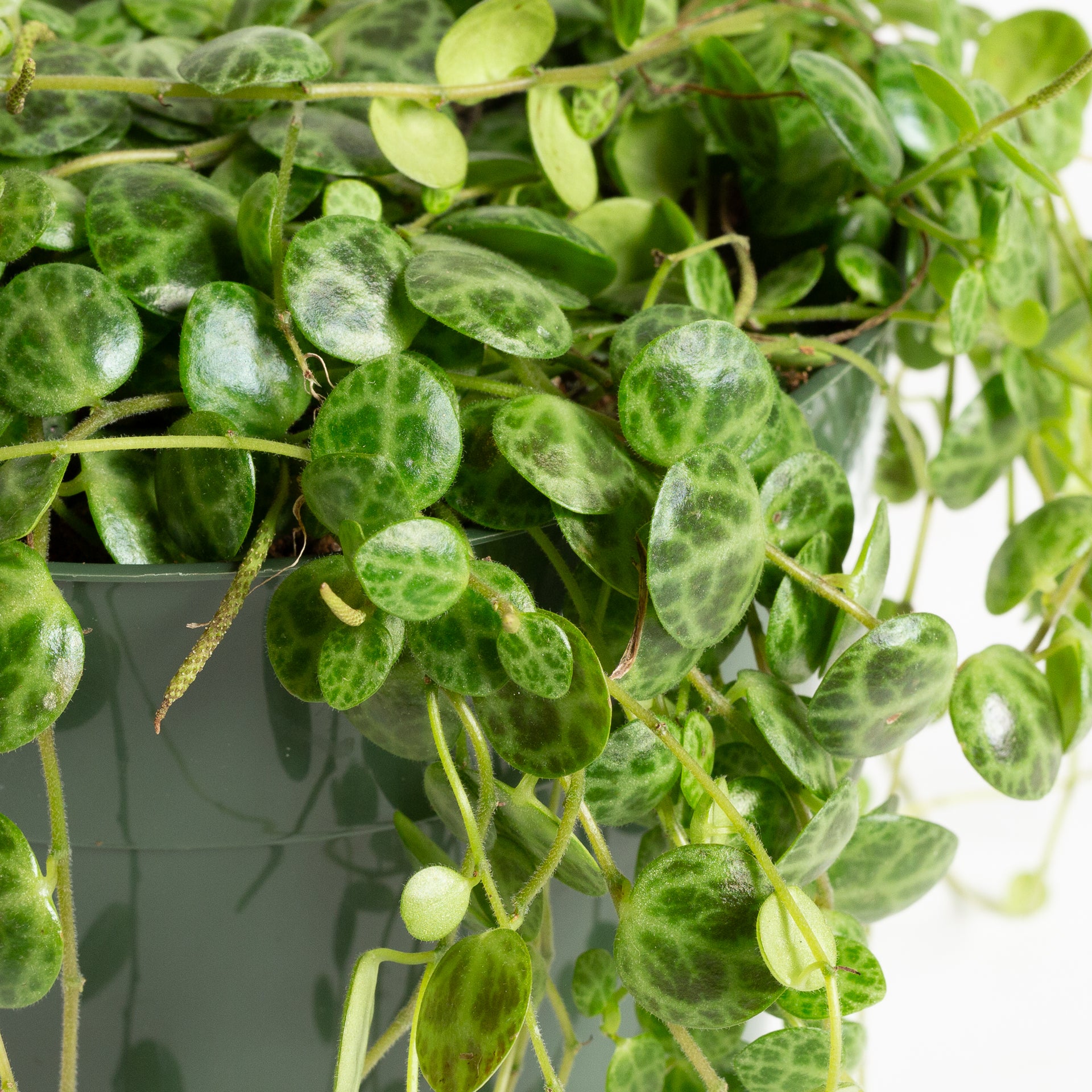 Peperomia 'String of Turtles' 6" - Urban Sprouts