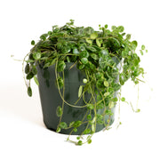 Peperomia 'String of Turtles' 6" - Urban Sprouts