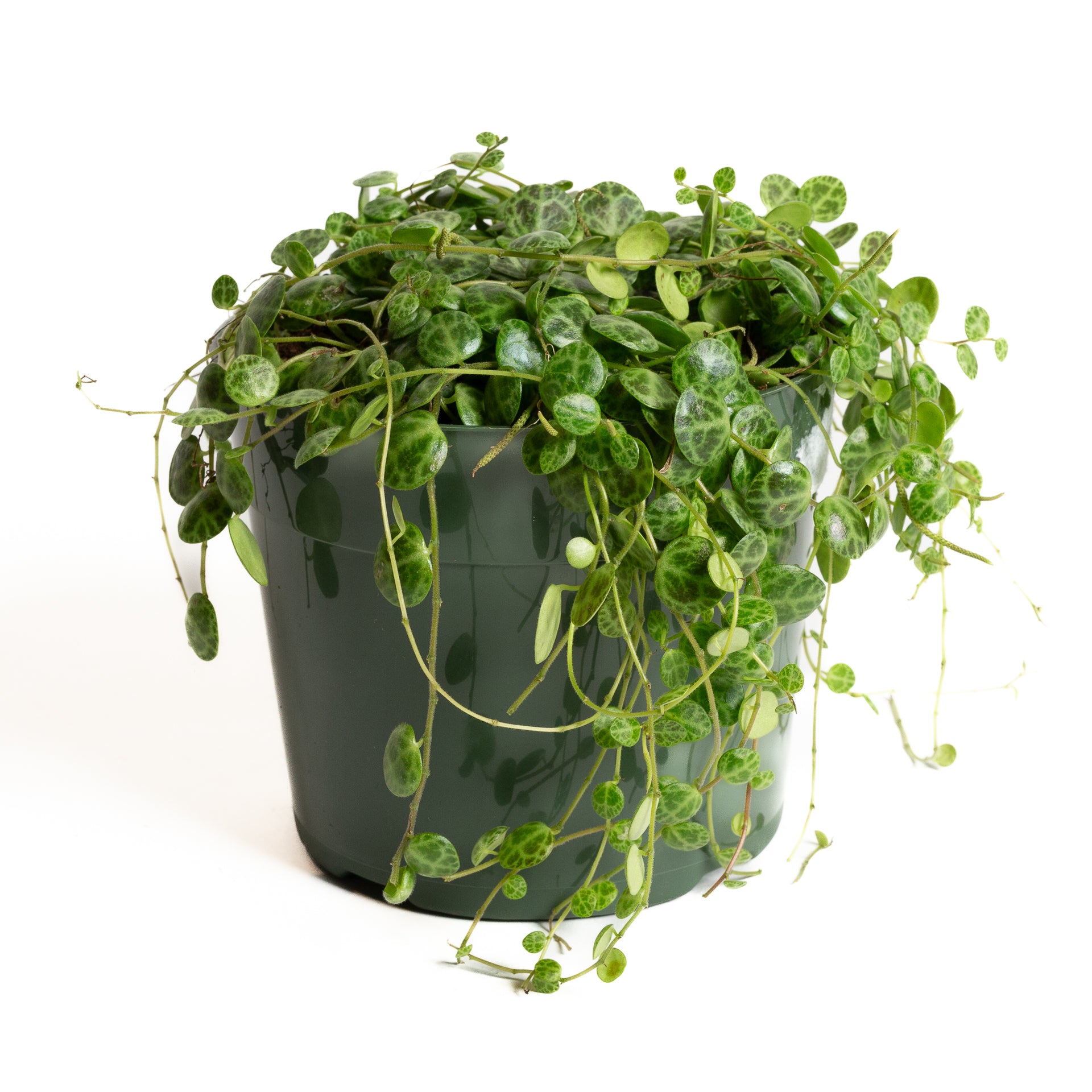 Peperomia 'String of Turtles' 6" - Urban Sprouts