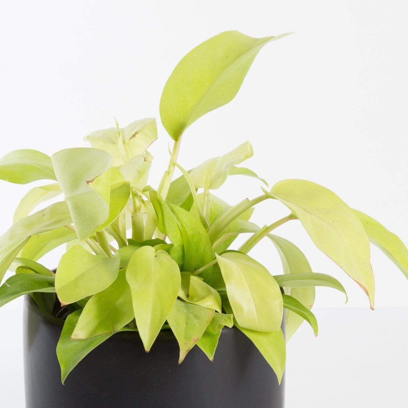 wood plant shelf 6 Tier Wooden Plant Stand for Indoor Use main image 1