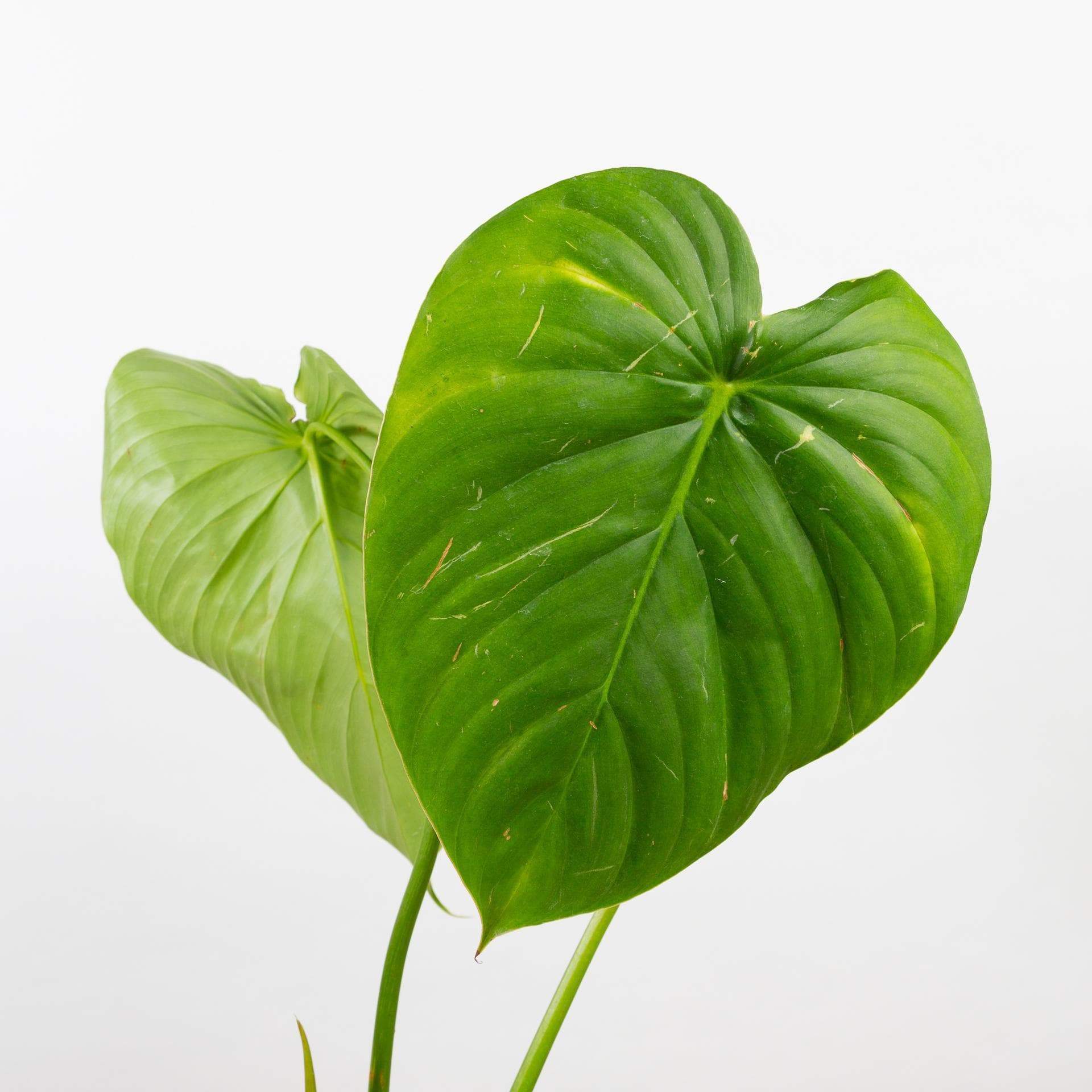 Philodendron 'Pastazanum' 6
