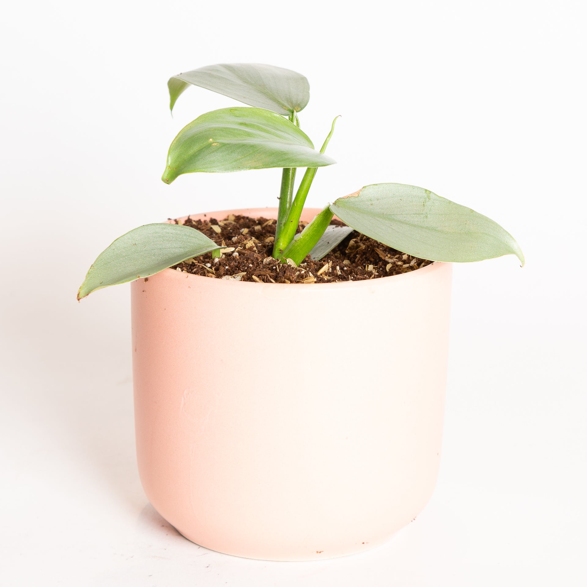 Philodendron 'Silver Sword' 4" - Urban Sprouts