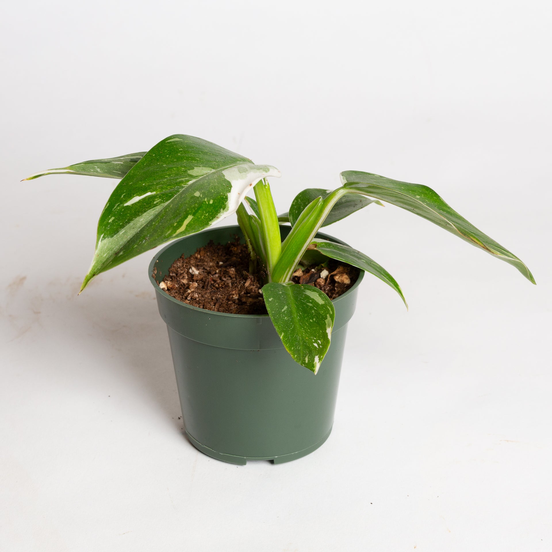 Philodendron 'White Wizard' 4