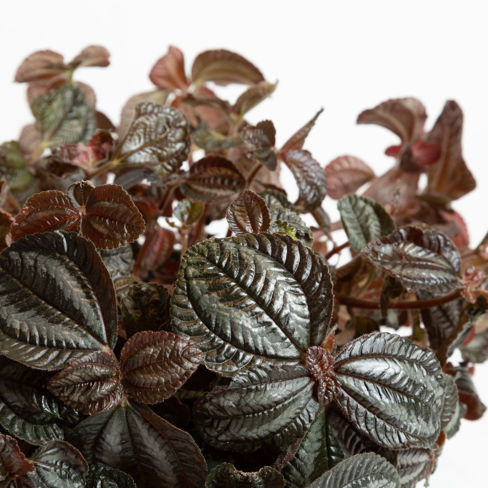 pilea plant seeds Pilea 'Bronze' 6"