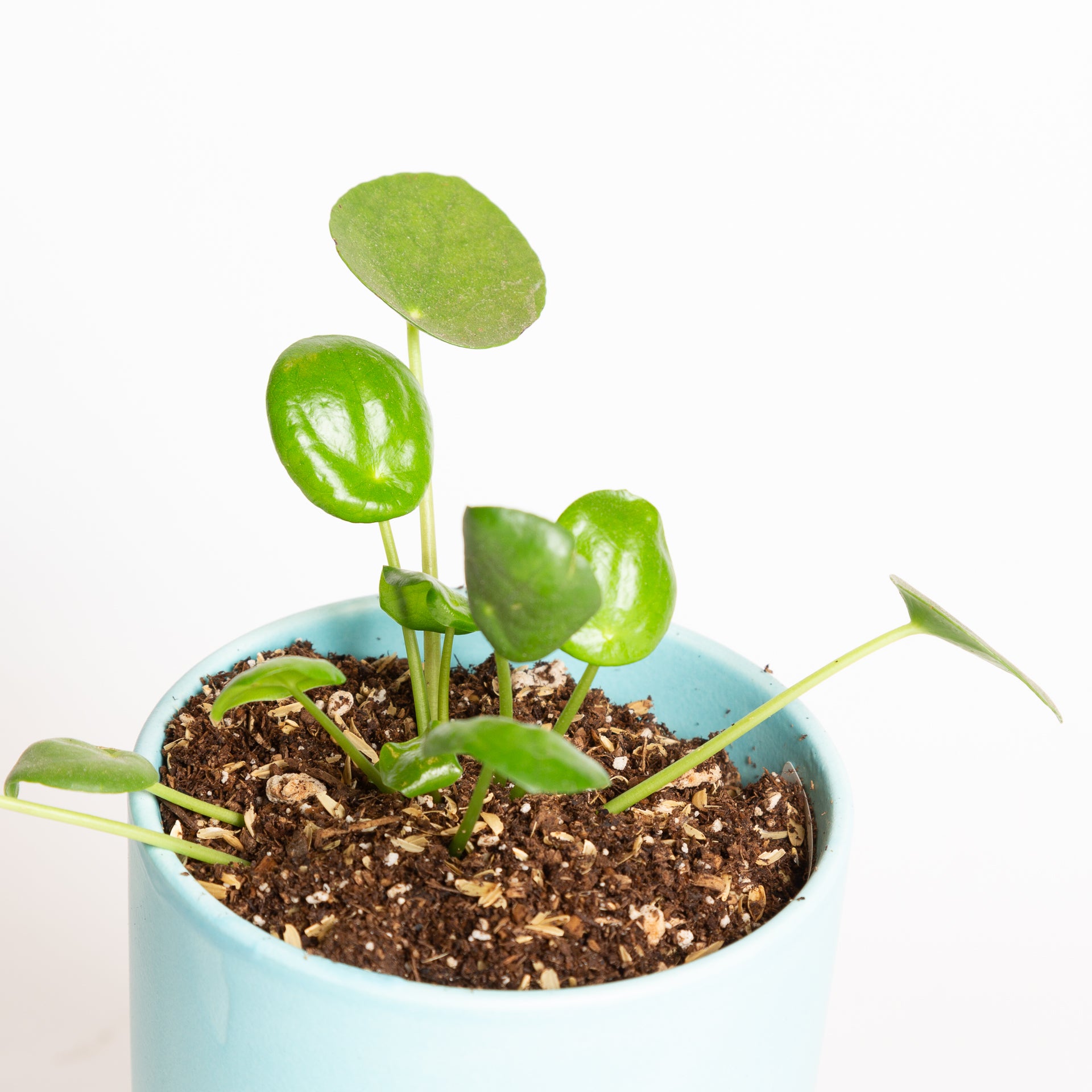 Pilea 'Money Plant' 4" - Urban Sprouts