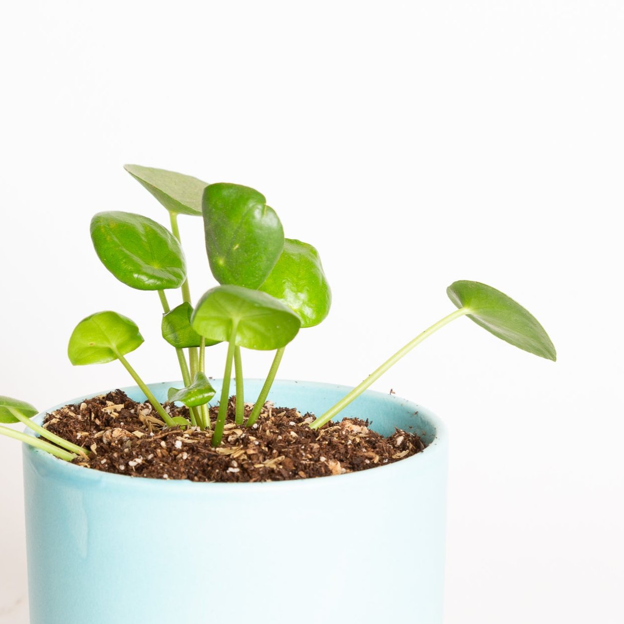 Pilea 'Money Plant' 4