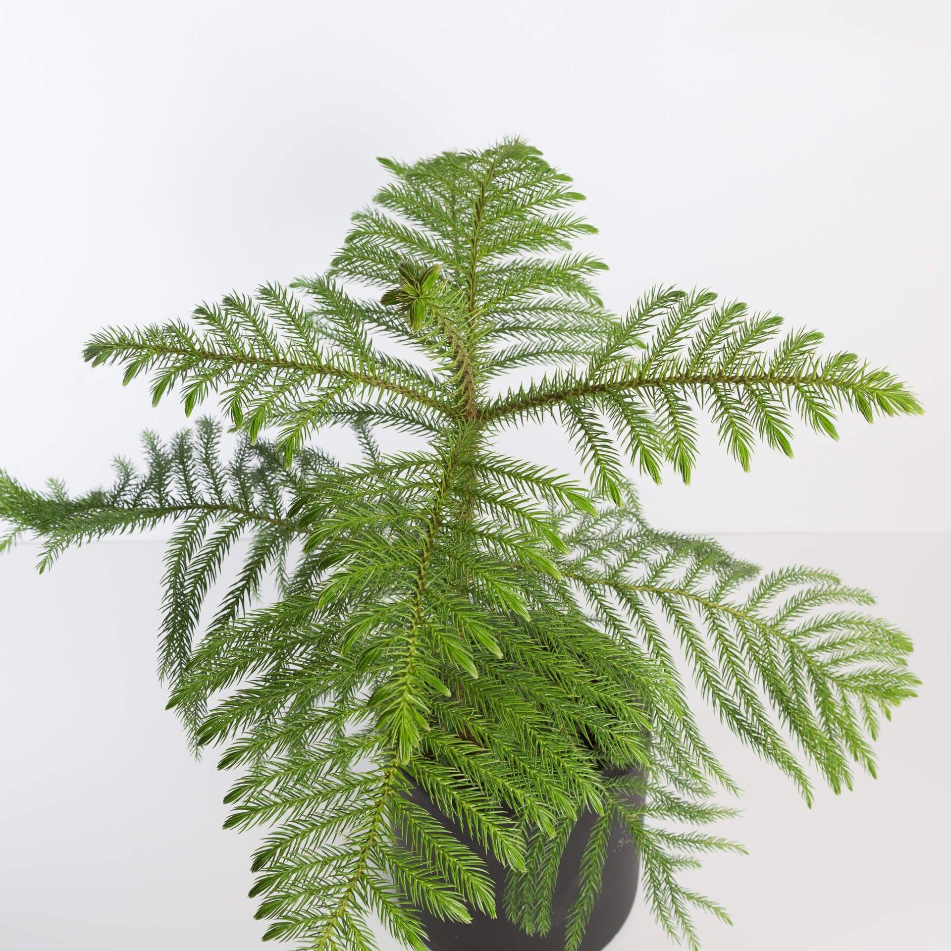 Pine 'Norfolk Island' 6