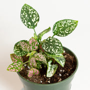 Hypoestes Polka Dot Plant Tri-Color 4" - Urban Sprouts