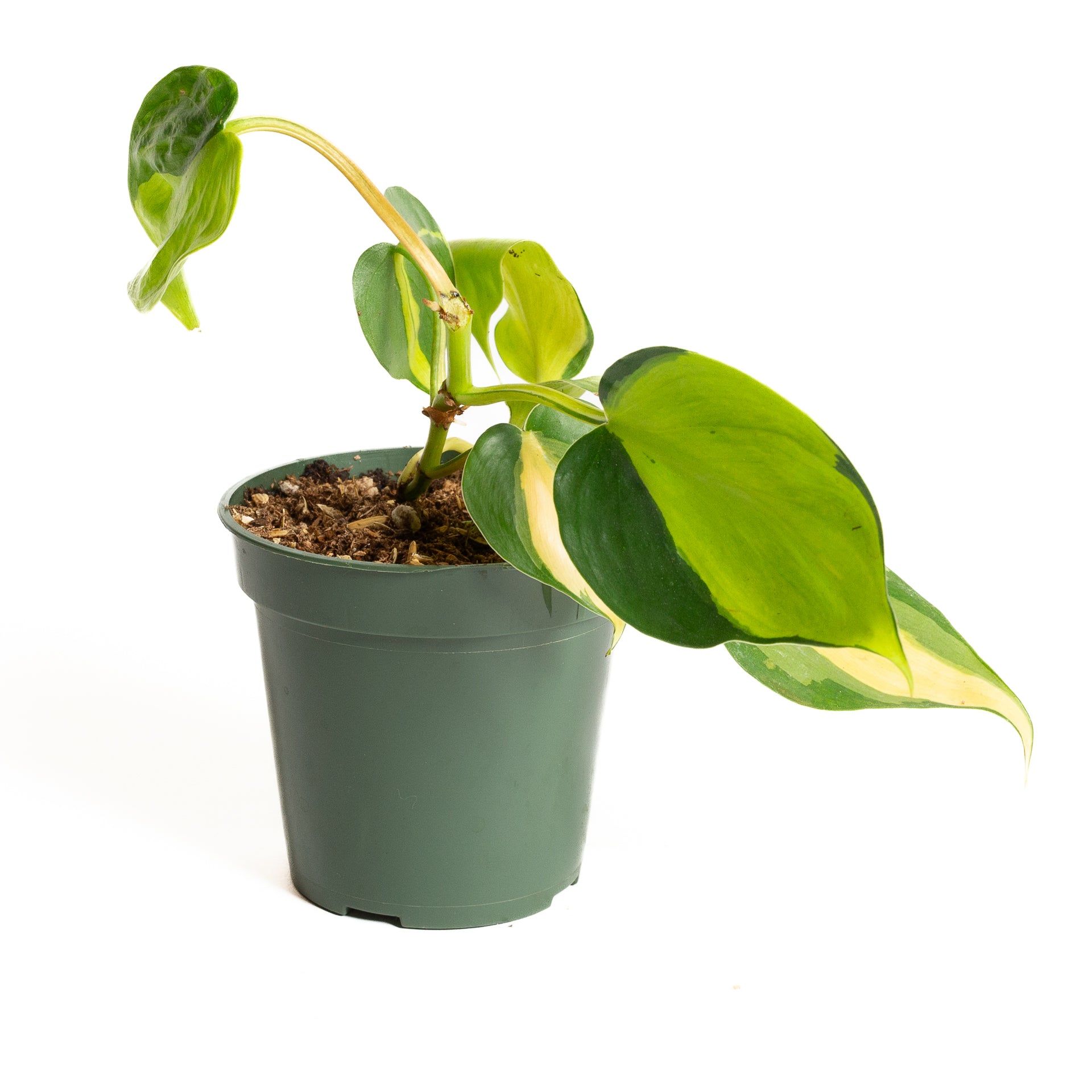 pothos brasil plant Pothos 'Brasil' 4"